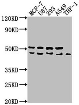 Western Blot. Positive WB detected in: MCF-7 whole cell lysate, U87 whole cell lysate, 293 whole cell lysate, A549 whole cell lysate, THP-1 whole cell lysate. All lanes: WDR73 antibody at 1:1000. Secondary. Goat polyclonal to rabbit IgG at 1/50000 dilution. Predicted band size: 42 kDa. Observed band size: 42 kDa. 
