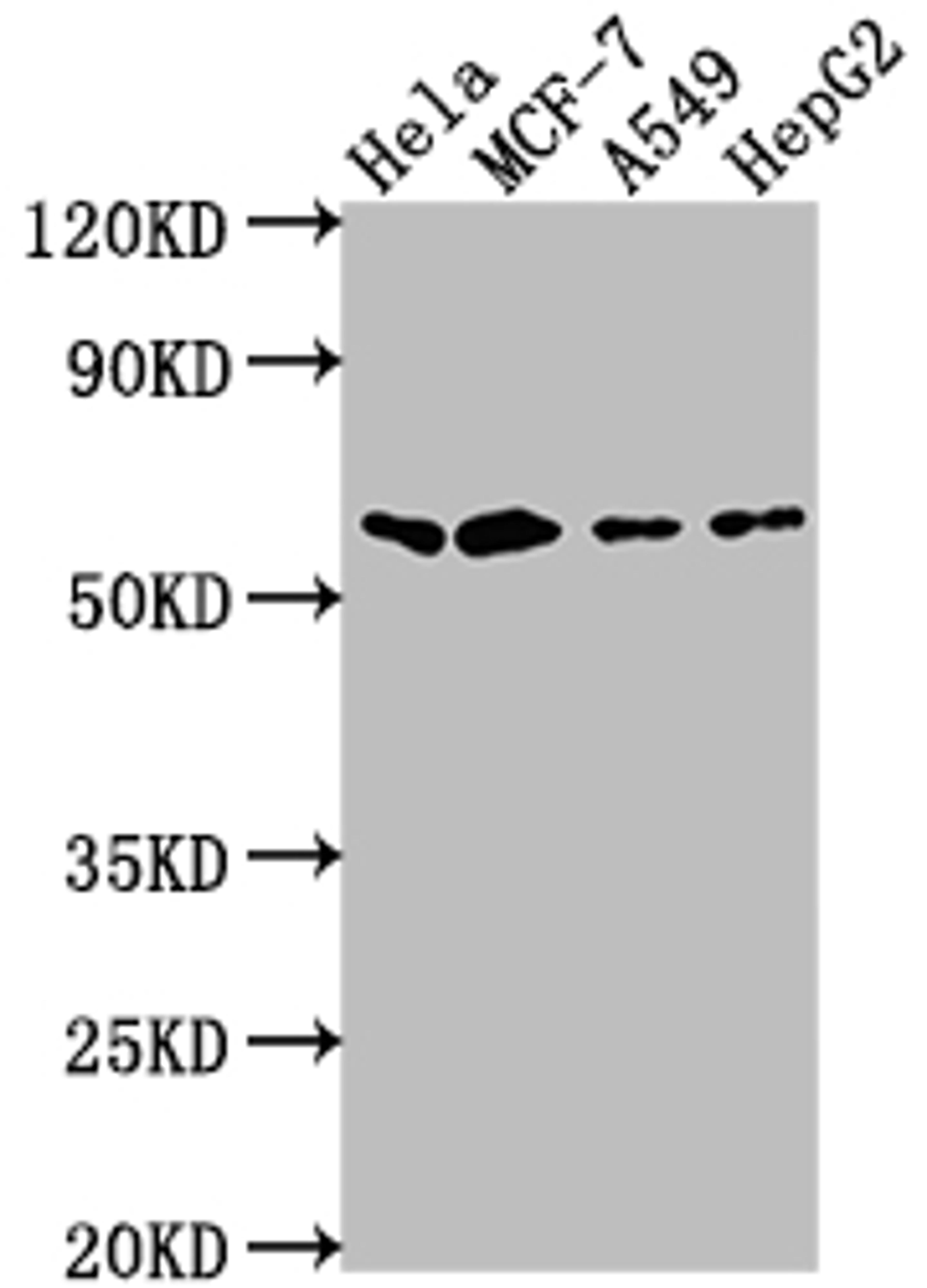 Western Blot. Positive WB detected in: Hela whole cell lysate, MCF-7 whole cell lysate, A549 whole cell lysate, HepG2 whole cell lysate. All lanes: SOX10 antibody at 1:2000. Secondary. Goat polyclonal to rabbit IgG at 1/50000 dilution. Predicted band size: 50, 32 kDa. Observed band size: 60 kDa. 