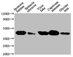 Western Blot. Positive WB detected in: Ipomoea batatas leaf tissue, Spinacia oleracea leaf tissue, Vicia faba leaf tissue, Capsicum annuum leaf tissue, Glycine max leaf tissue. All lanes: GLO1 antibody at 1:1000. Secondary. Goat polyclonal to rabbit IgG at 1/50000 dilution. Predicted band size: 41, 39 kDa. Observed band size: 41 kDa