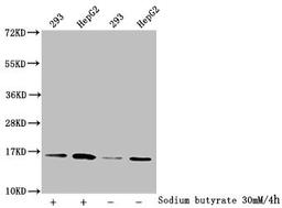 Western Blot. Detected samples: 293 whole cell lysate, HepG2 whole cell lysate; Untreated (-) or treated (+) with 30mM sodium butyrate for 4h. All lanes: HIST1H3A antibody at 1:2000. Secondary. Goat polyclonal to rabbit IgG at 1/50000 dilution. Predicted band size: 16 kDa. Observed band size: 16 kDa