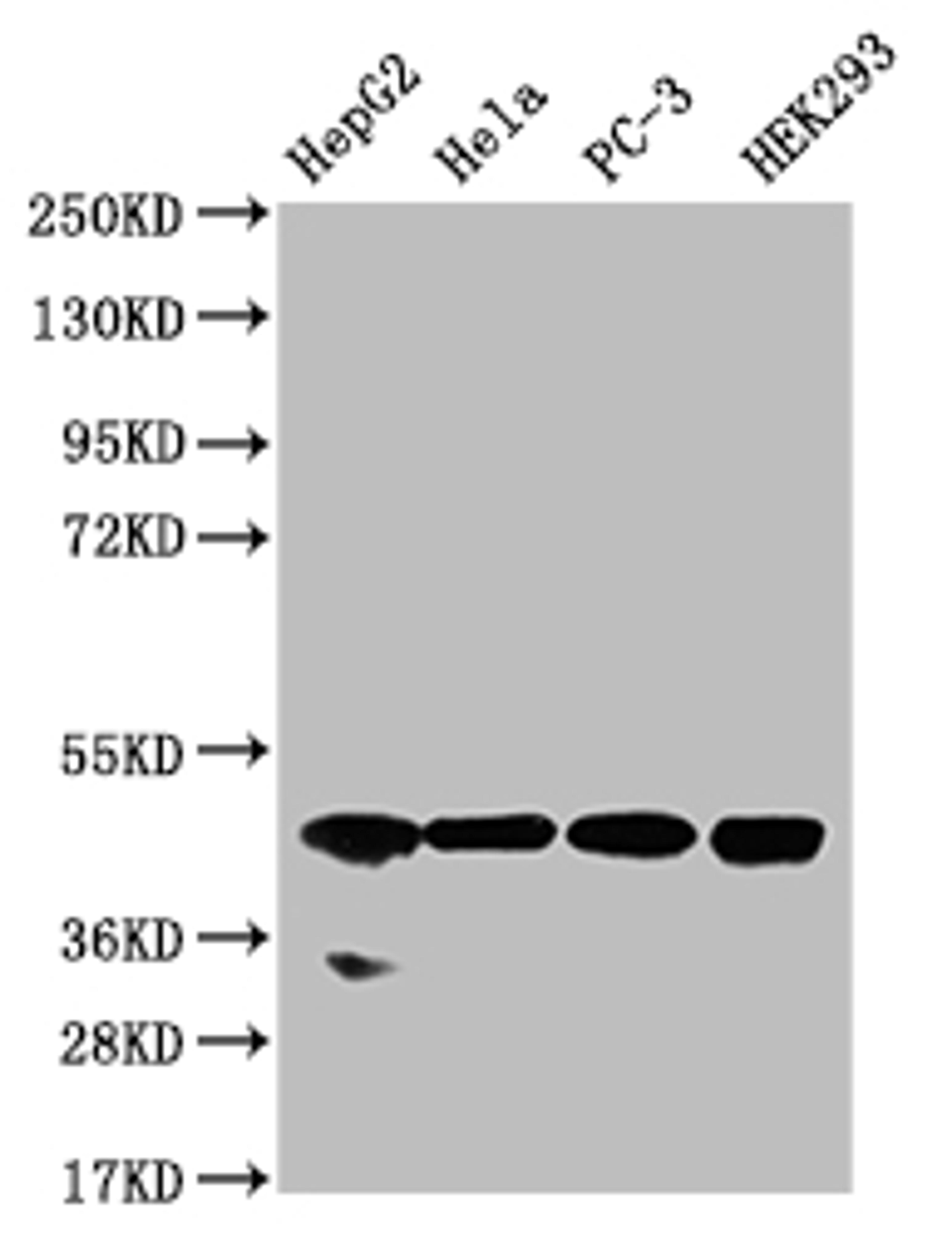Western Blot. Positive WB detected in: HepG2 whole cell lysate, Hela whole cell lysate, PC-3 whole cell lysate, HEK293 whole cell lysate. All lanes: NSDHL antibody at 1:1000. Secondary. Goat polyclonal to rabbit IgG at 1/50000 dilution. Predicted band size: 42 kDa. Observed band size: 42 kDa. 
