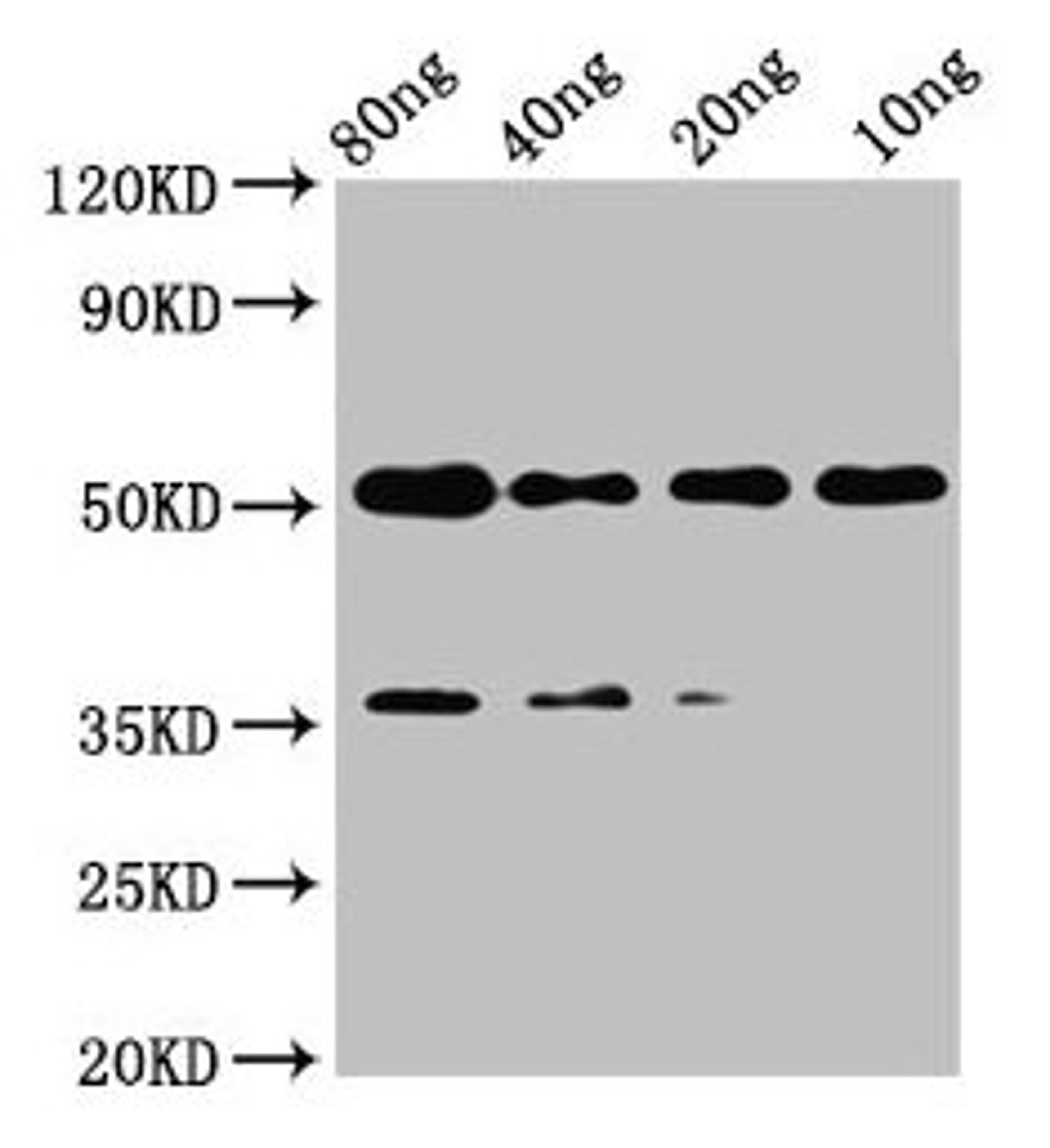 Western Blot. Positive WB detected in Recombinant protein. All lanes: met antibody at 2µg/ml. Secondary. Goat polyclonal to rabbit IgG at 1/50000 dilution. Predicted band size: 42 kDa. Observed band size: 52 kDa