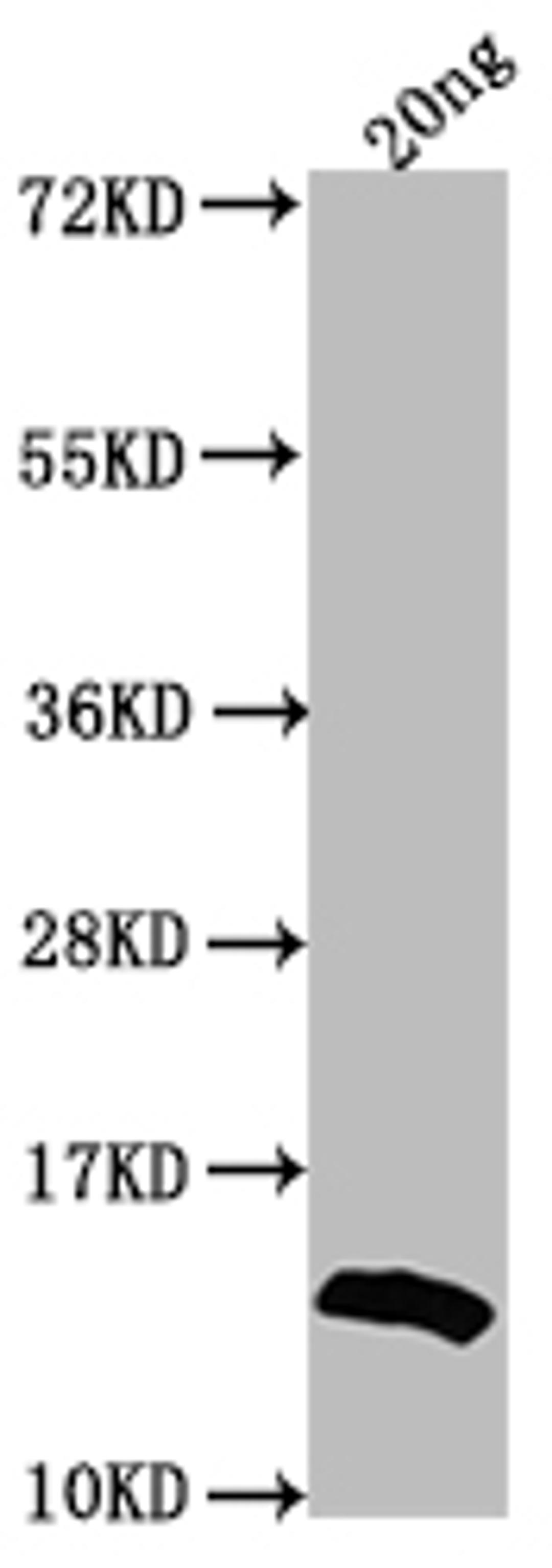 Western Blot. Positive WB detected in Recombinant protein. All lanes: US12 antibody at 1:2000. Secondary. Goat polyclonal to rabbit IgG at 1/50000 dilution. Predicted band size: 13.3 kDa. Observed band size: 15 kDa. 