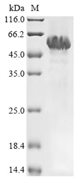 (Tris-Glycine gel) Discontinuous SDS-PAGE (reduced) with 5% enrichment gel and 15% separation gel.