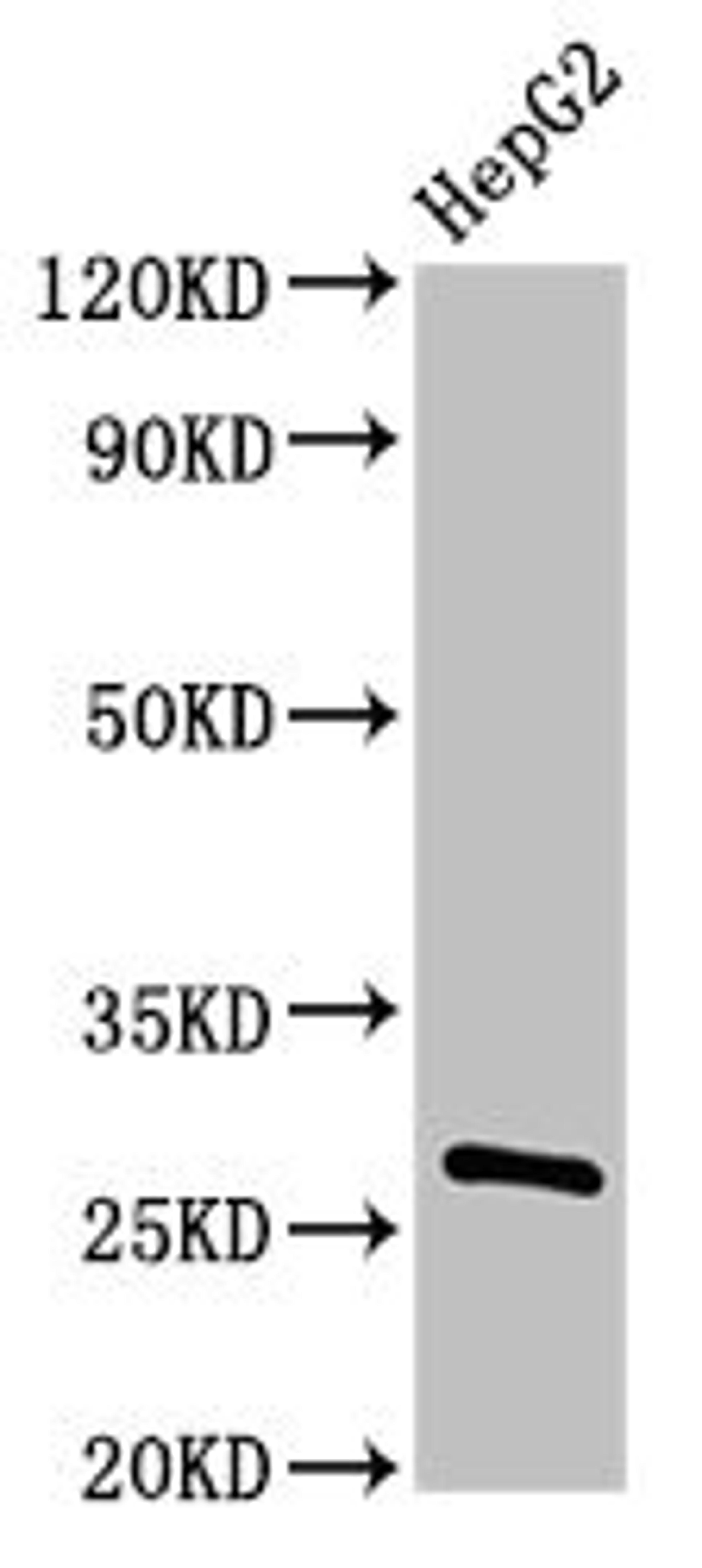 Western Blot. Positive WB detected in: HepG2 whole cell lysate. All lanes: PDF antibody at 3µg/ml. Secondary. Goat polyclonal to rabbit IgG at 1/50000 dilution. Predicted band size: 28 kDa. Observed band size: 28 kDa