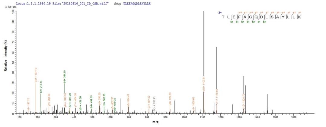 Based on the SEQUEST from database of Yeast host and target protein, the LC-MS/MS Analysis result of CSB-YP887982HU could indicate that this peptide derived from Yeast-expressed Homo sapiens (Human) ACTL8.
