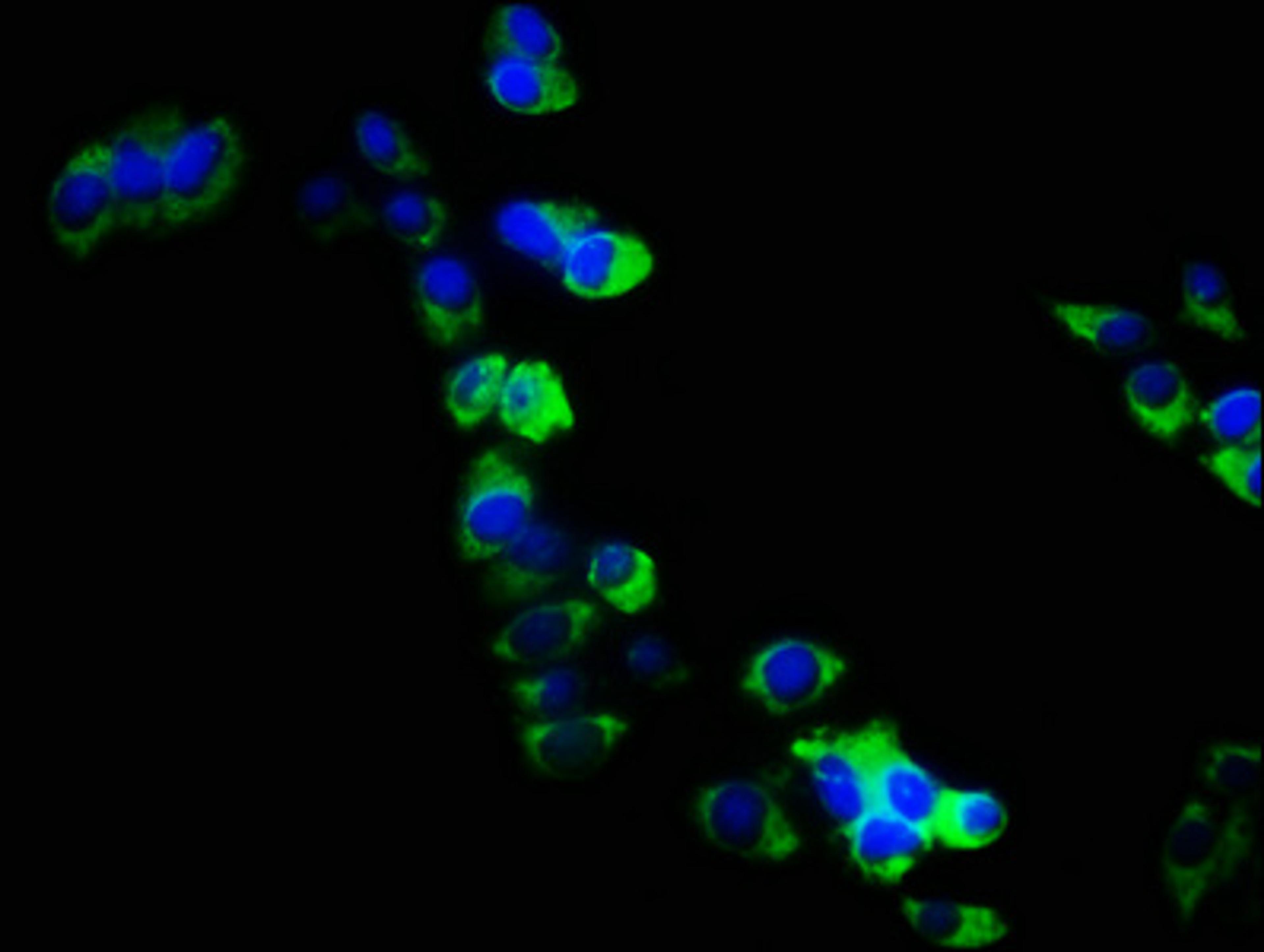 Immunofluorescence staining of PC3 cells with CSB-PA019681HA01HU at 1:133, counter-stained with DAPI. The cells were fixed in 4% formaldehyde, permeabilized using 0.2% Triton X-100 and blocked in 10% normal Goat Serum. The cells were then incubated with the antibody overnight at 4°C. The secondary antibody was Alexa Fluor 488-congugated AffiniPure Goat Anti-Rabbit IgG(H+L).