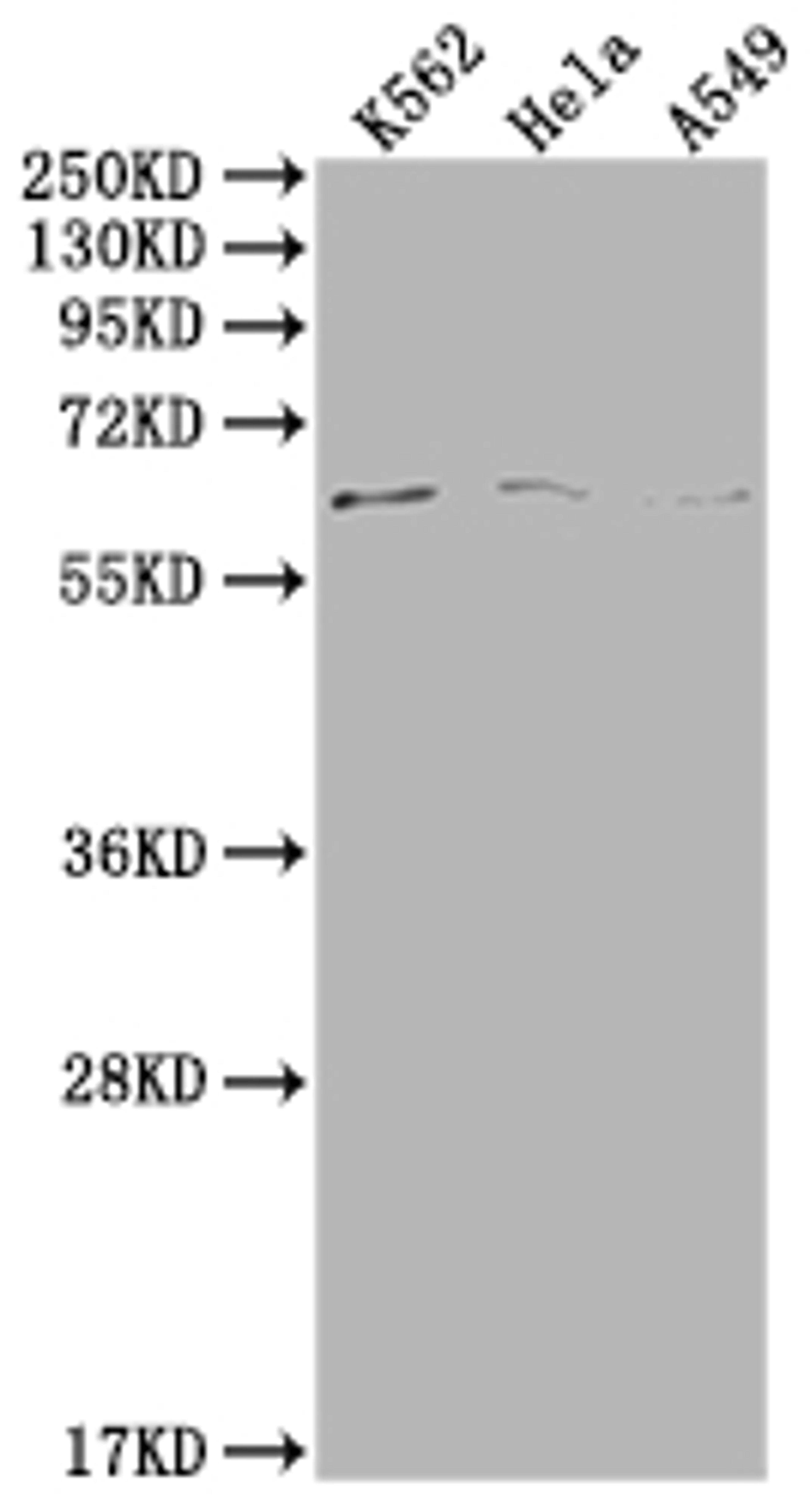 Western Blot. Positive WB detected in: K562 whole cell lysate, Hela whole cell lysate, A549 whole cell lysate. All lanes: MAP3K7 antibody at 1:500. Secondary. Goat polyclonal to rabbit IgG at 1/50000 dilution. Predicted band size: 68, 65, 57, 54 kDa. Observed band size: 68 kDa. 