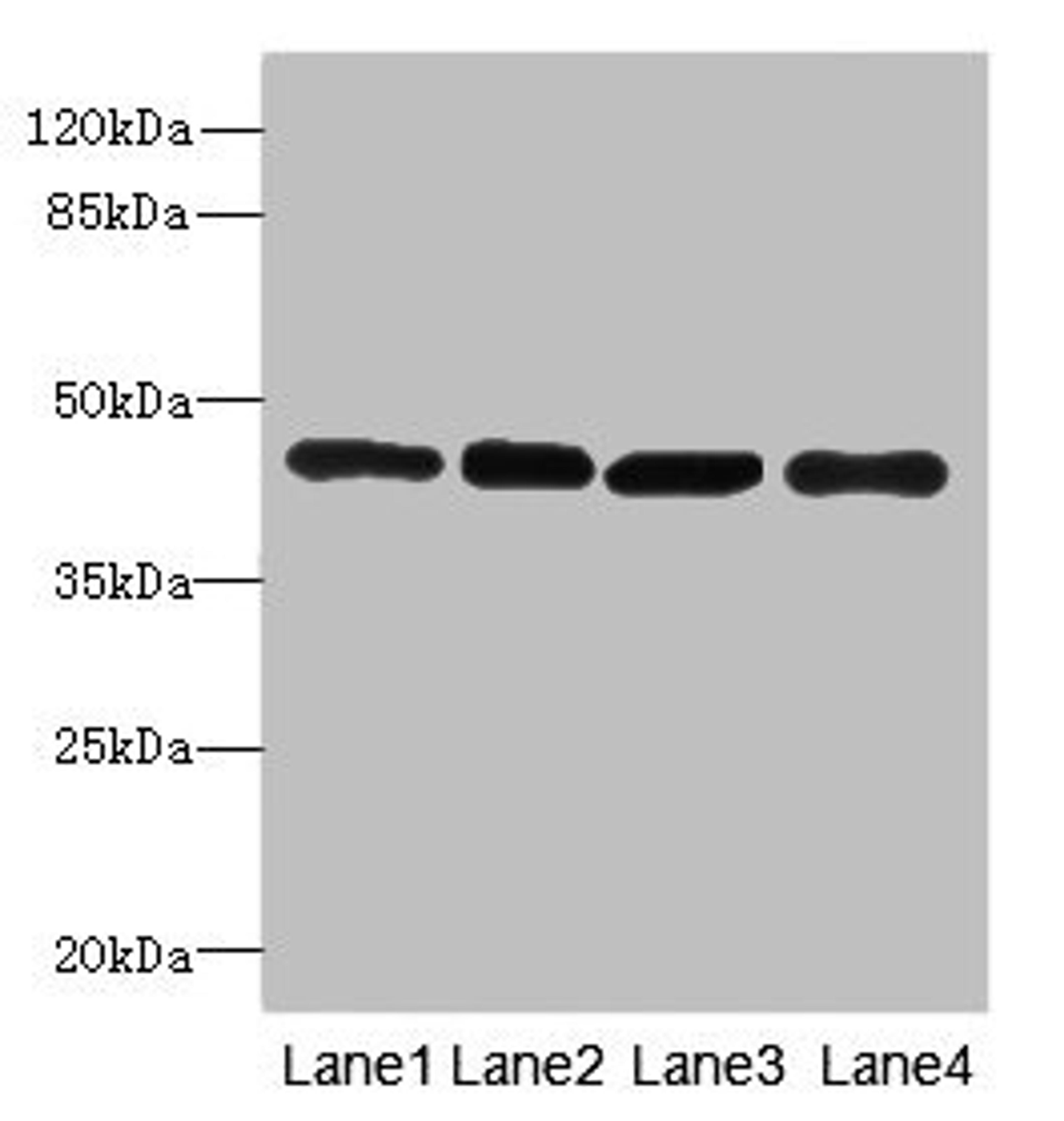 Western blot. All lanes: PAICSantibody at 3.98ug/ml. Lane 1: Hela whole cell lysate. Lane 2: Raji whole cell lysate. Lane 3: 293T whole cell lysate. Lane 4: NIH/3T3 whole cell lysate. Secondary. Goat polyclonal to rabbit IgG at 1/10000 dilution. Predicted band size: 47 kDa. Observed band size: 47 kDa. 