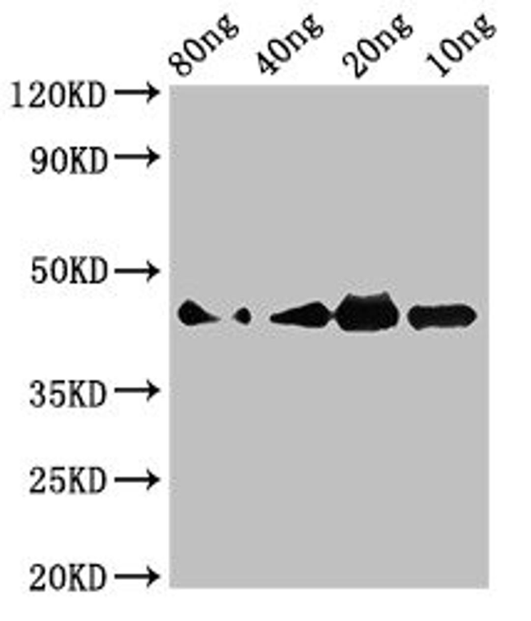 Western Blot. Positive WB detected in Recombinant protein. All lanes: Cobra venom factor antibody at 3µg/ml. Secondary. Goat polyclonal to rabbit IgG at 1/50000 dilution. predicted band size: 45 kDa. observed band size: 45 kDa