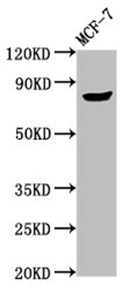 Western Blot. Positive WB detected in: MCF-7 whole cell lysate. All lanes: TPX2 antibody at 3.5µg/ml. Secondary. Goat polyclonal to rabbit IgG at 1/50000 dilution. Predicted band size: 86, 90 kDa. Observed band size: 86 kDa