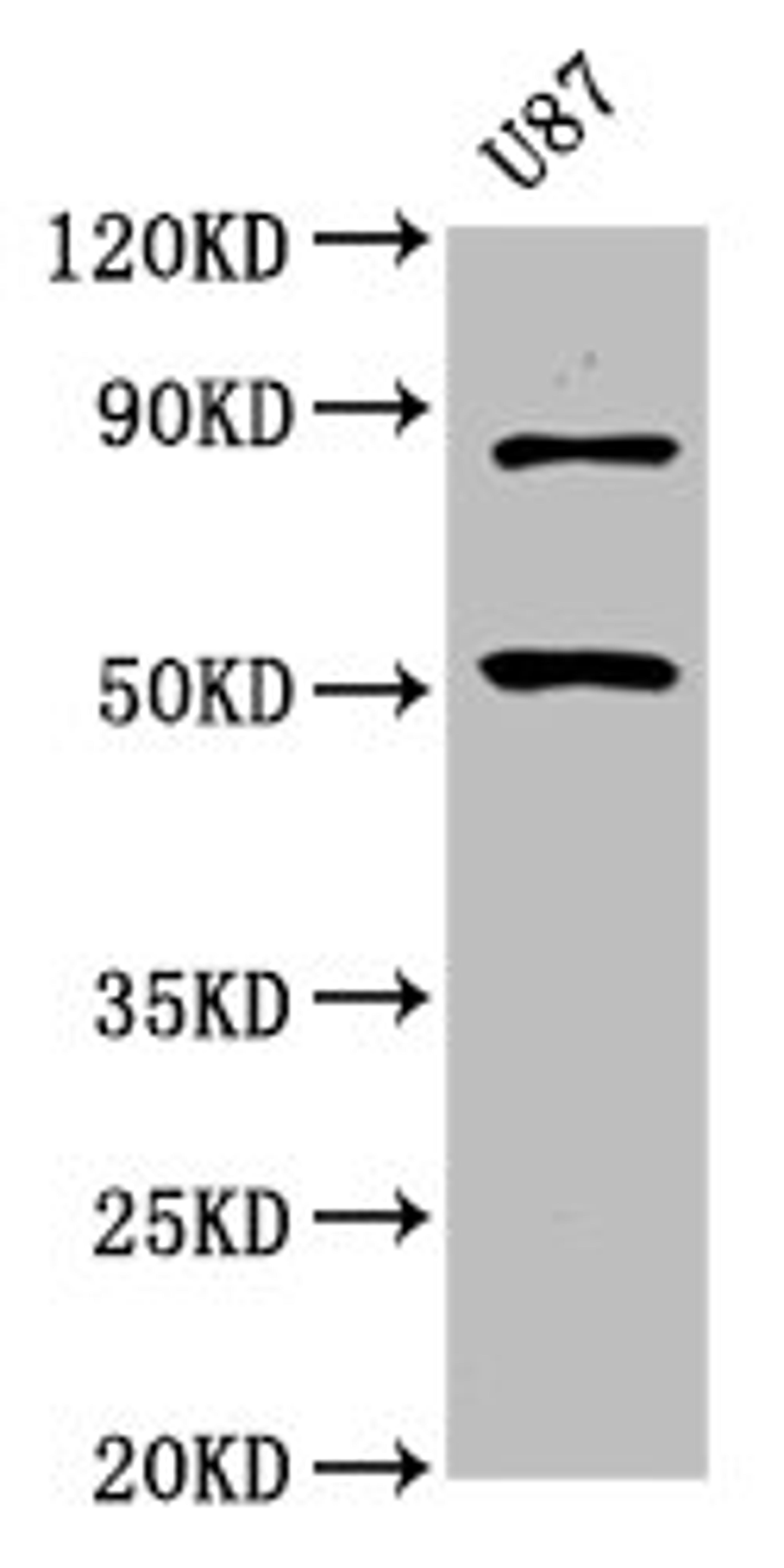 Western Blot. Positive WB detected in: U87 whole cell lysate. All lanes: BHLHE41 antibody at 6.75µg/ml. Secondary. Goat polyclonal to rabbit IgG at 1/50000 dilution. Predicted band size: 51 kDa. Observed band size: 51 kDa