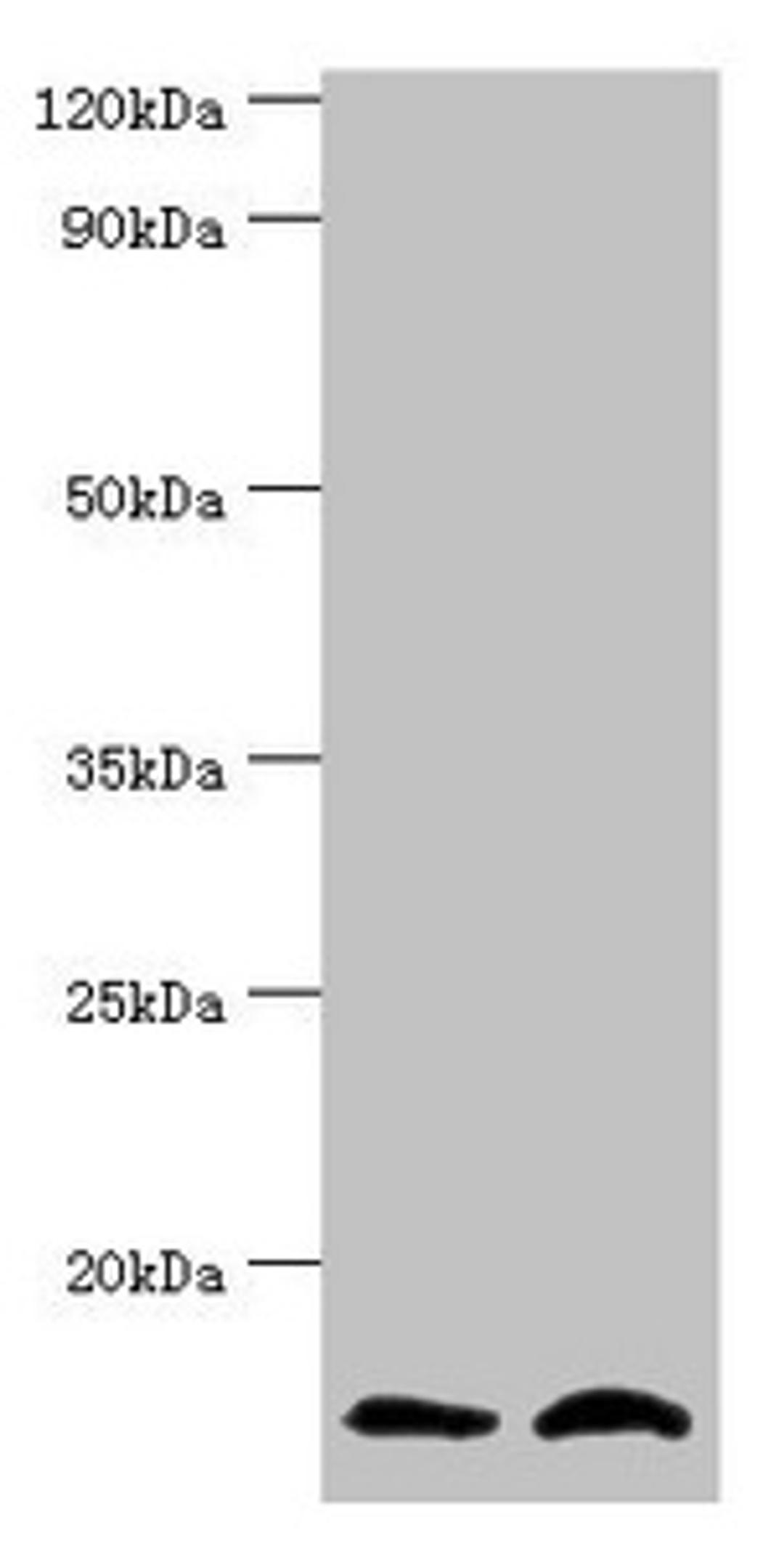 Western blot. All lanes: NEDD8 antibody at 8ug/ml. Lane 1: Mouse heart tissue. Lane 2: Mouse spleen tissue. Secondary. Goat polyclonal to rabbit IgG at 1/10000 dilution. Predicted band size: 9 kDa. Observed band size: 9 kDa. 