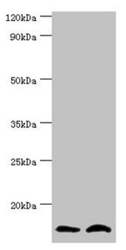 Western blot. All lanes: NEDD8 antibody at 8ug/ml. Lane 1: Mouse heart tissue. Lane 2: Mouse spleen tissue. Secondary. Goat polyclonal to rabbit IgG at 1/10000 dilution. Predicted band size: 9 kDa. Observed band size: 9 kDa. 