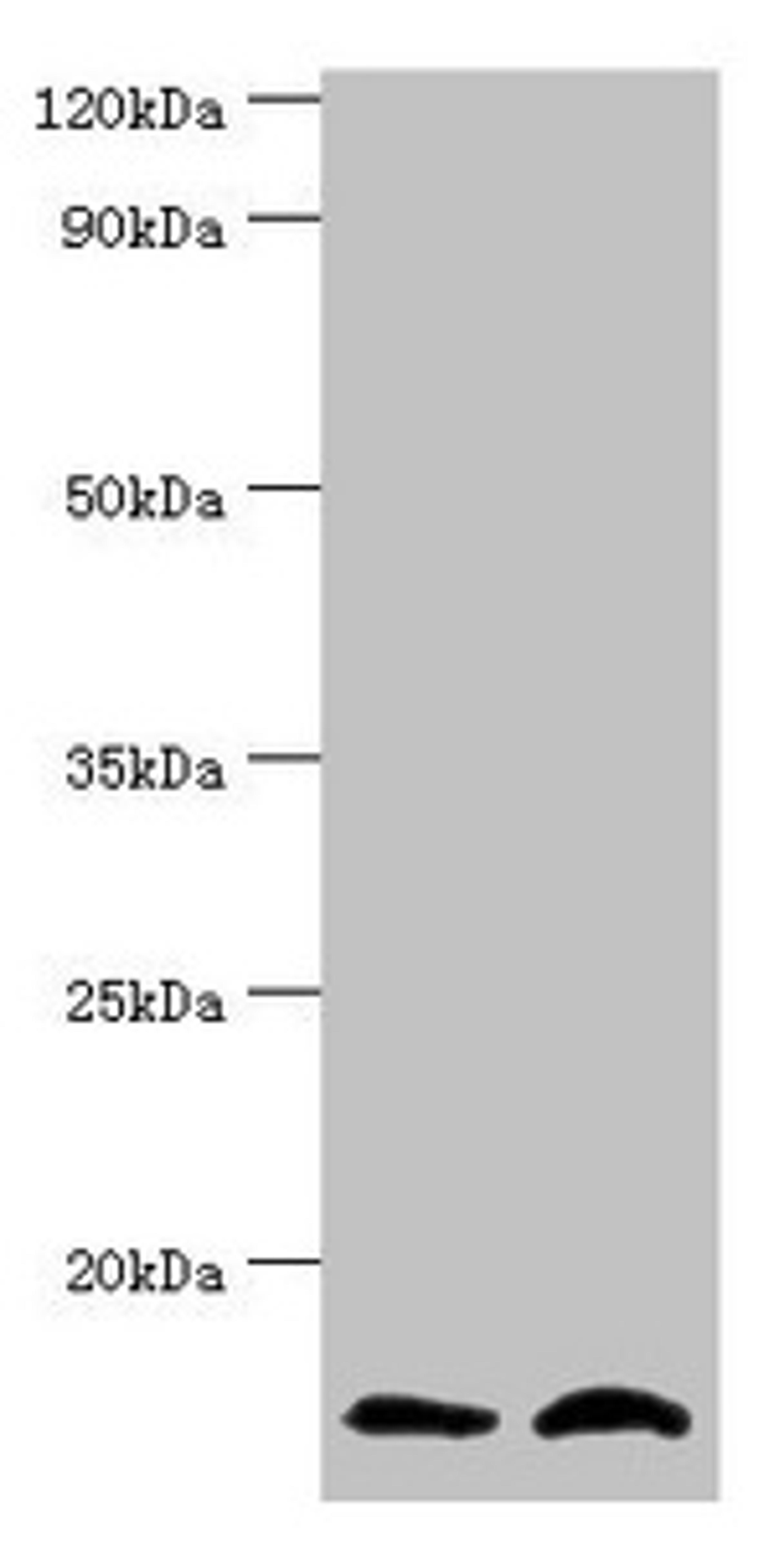 Western blot. All lanes: NEDD8 antibody at 8ug/ml. Lane 1: Mouse heart tissue. Lane 2: Mouse spleen tissue. Secondary. Goat polyclonal to rabbit IgG at 1/10000 dilution. Predicted band size: 9 kDa. Observed band size: 9 kDa. 