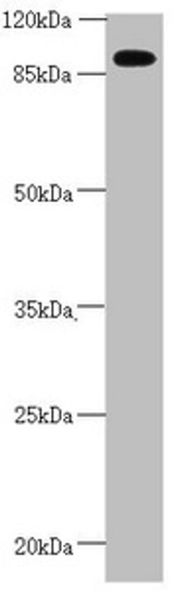 Western blot. All lanes: CEP95 antibody at 2.67 ug/ml + Mouse heart tissue. Secondary. Goat polyclonal to rabbit IgG at 1/10000 dilution. Predicted band size: 96, 77 kDa. Observed band size: 96 kDa. 