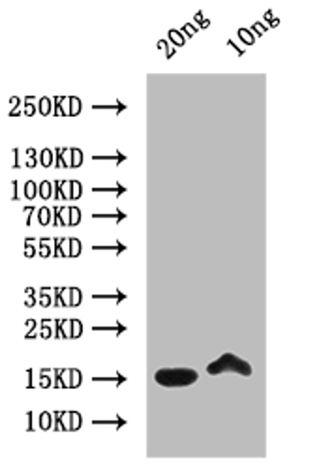 Western Blot. Positive WB detected in: recombinant protein. All lanes: MELT Antibody at 1:1000. Secondary. Goat polyclonal to rabbit IgG at 1/50000 dilution. Predicted band size: 17 kDa. Observed band size: 17 kDa. 