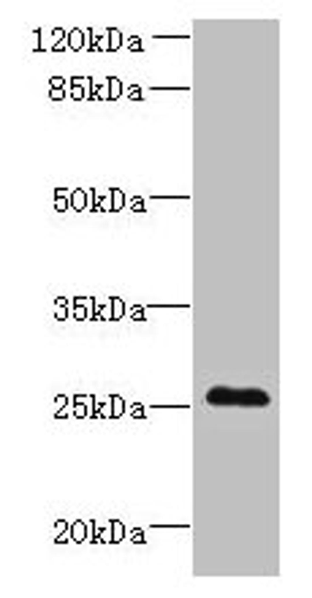 Western blot. All lanes: C11orf53 antibody at 0.8µg/ml + Mouse gonadal tissue. Secondary. Goat polyclonal to rabbit IgG at 1/10000 dilution. Predicted band size: 26 kDa. Observed band size: 26 kDa