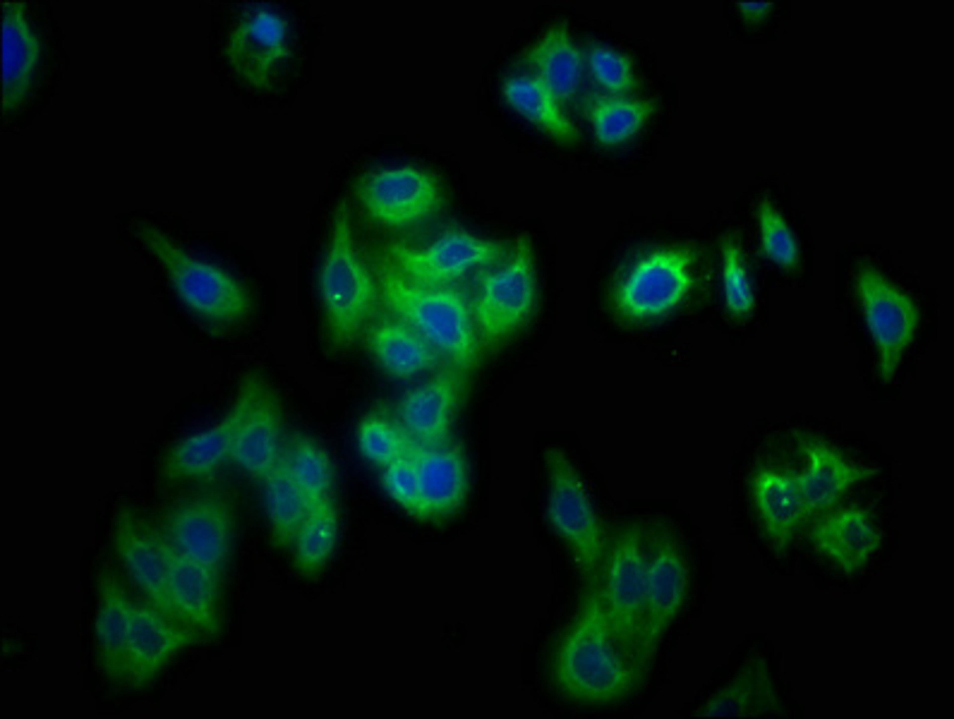 Immunofluorescence staining of HepG2 cells with CSB-PA018668LA01MO at 1:133, counter-stained with DAPI. The cells were fixed in 4% formaldehyde, permeabilized using 0.2% Triton X-100 and blocked in 10% normal Goat Serum. The cells were then incubated with the antibody overnight at 4&deg;C. The secondary antibody was Alexa Fluor 488-congugated AffiniPure Goat Anti-Rabbit IgG(H+L).