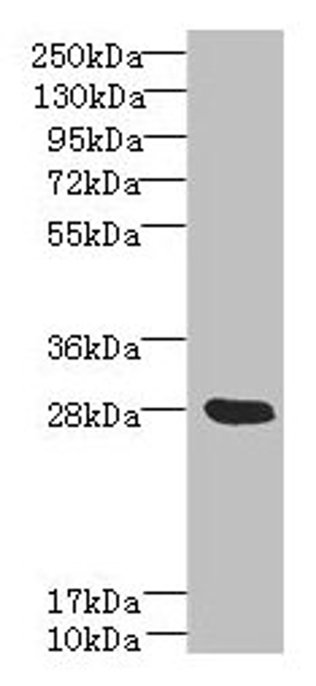Western blot. All lanes: YIPF5 antibody at 5µg/ml + Mouse liver tissue. Secondary. Goat polyclonal to rabbit IgG at 1/10000 dilution. Predicted band size: 28, 22, 30 kDa. Observed band size: 28 kDa