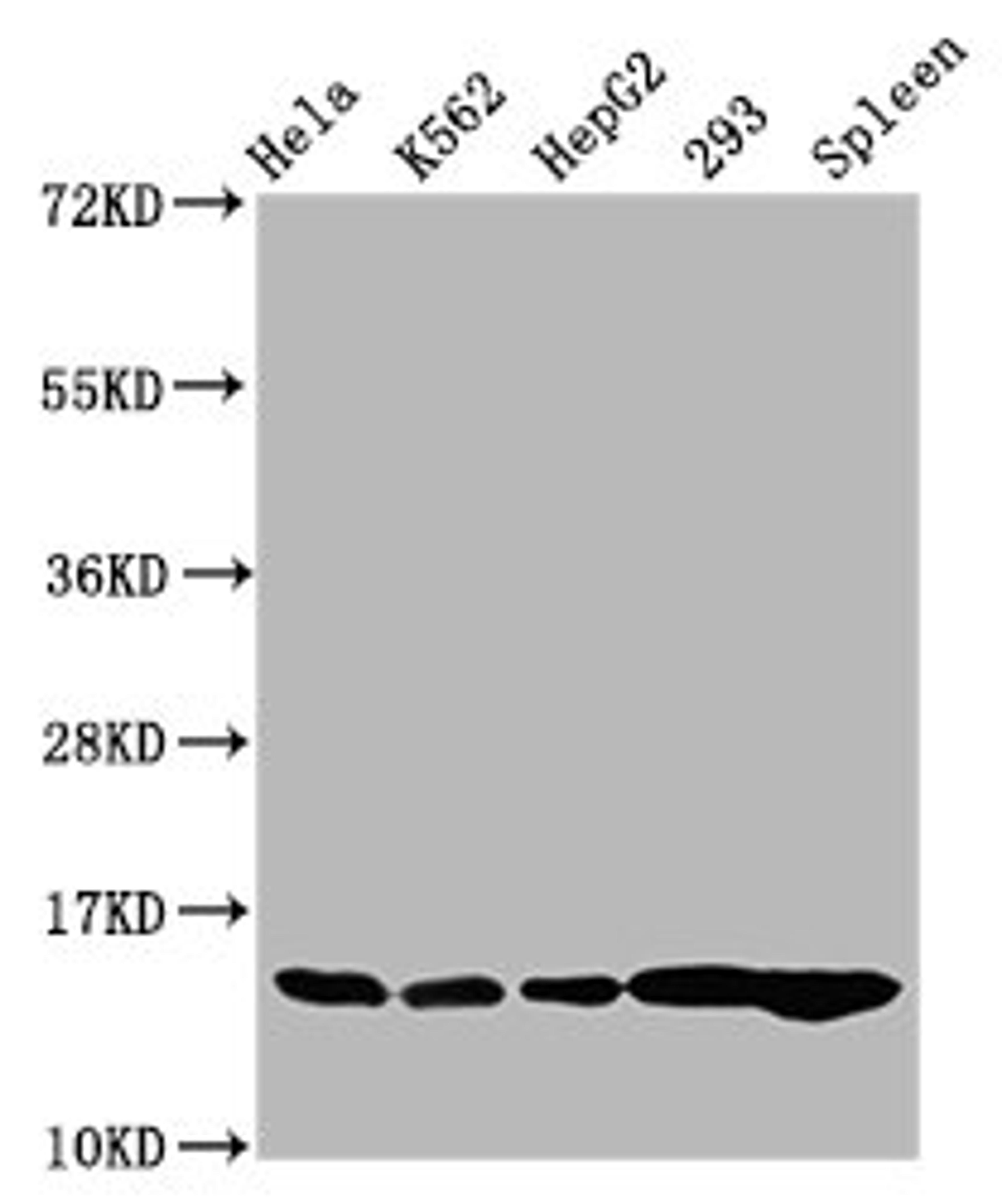 Western Blot. Positive WB detected in: Hela whole cell lysate, K562 whole cell lysate, HepG2 whole cell lysate, 293 whole cell lysate, Rat spleen tissue. All lanes: HIST1H2BC antibody at 0.54µg/ml. Secondary. Goat polyclonal to rabbit IgG at 1/50000 dilution. Predicted band size: 14 kDa. Observed band size: 14 kDa