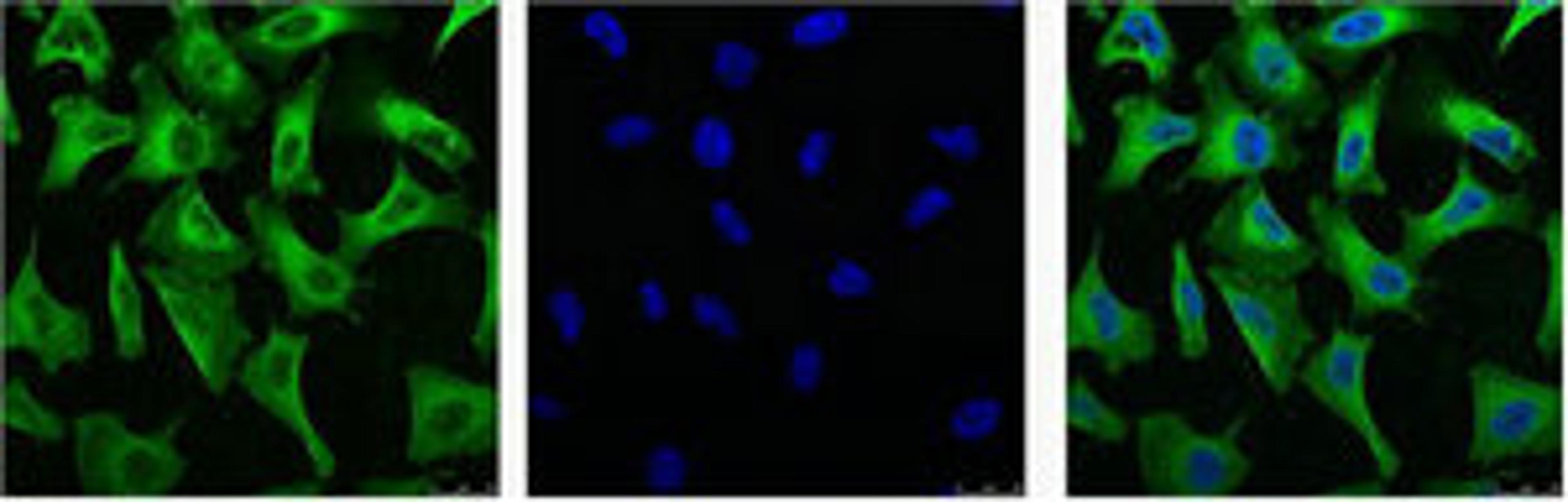 IF analysis of Hela with antibody (Left) and DAPI (Right) diluted at 1:100.