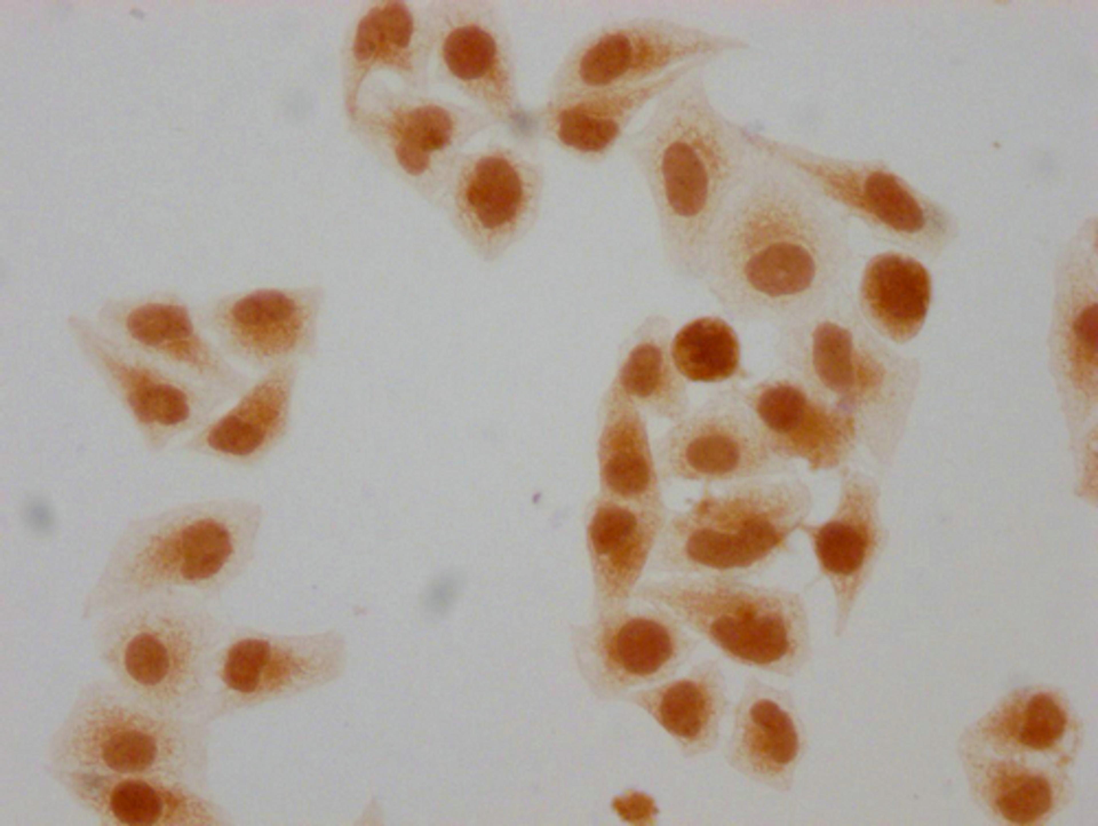 Immunocytochemistry analysis of CSB-PA010403PA108forHU diluted at 1:10 and staining in Hela cells(treated with 30mM sodium butyrate for 4h) performed on a Leica BondTM system. The cells were fixed in 4% formaldehyde, permeabilized using 0.2% Triton X-100 and blocked with 10% normal goat serum 30min at RT. Then primary antibody (1% BSA) was incubated at 4°C overnight. The primary is detected by a biotinylated secondary antibody and visualized using an HRP conjugated SP system.