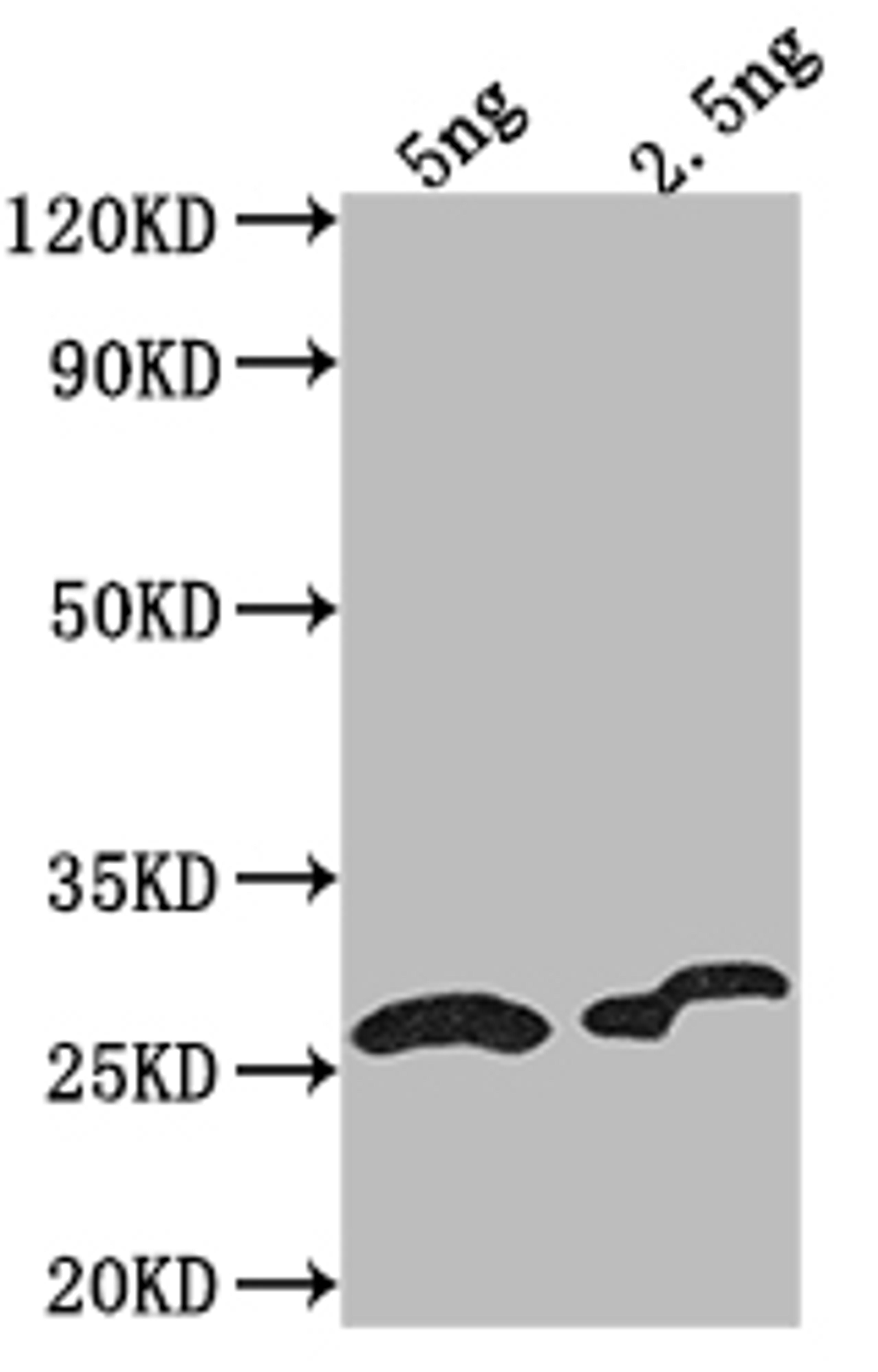 Western Blot. Positive WB detected in Recombinant protein. All lanes: D antibody at 1:2000. Secondary. Goat polyclonal to rabbit IgG at 1/50000 dilution. Predicted band size: 16.21 kDa. Observed band size: 17 kDa. 