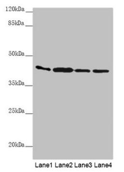 Western blot. All lanes: AKR7A2 antibody at 0.88µg/ml. Lane 1: Mouse small intestine tissue. Lane 2: Mouse liver tissue. Lane 3: Mouse gonadal tissue. Lane 4: A431 whole cell lysate. Secondary. Goat polyclonal to rabbit IgG at 1/10000 dilution. Predicted band size: 40 kDa. Observed band size: 40 kDa