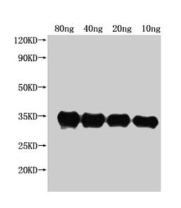Western Blot. Positive WB detected in Recombinant protein. All lanes: pdeH antibody at 1:2500. Secondary. Goat polyclonal to rabbit IgG at 1/50000 dilution. Predicted band size: 35 kDa. Observed band size: 34 kDa. 