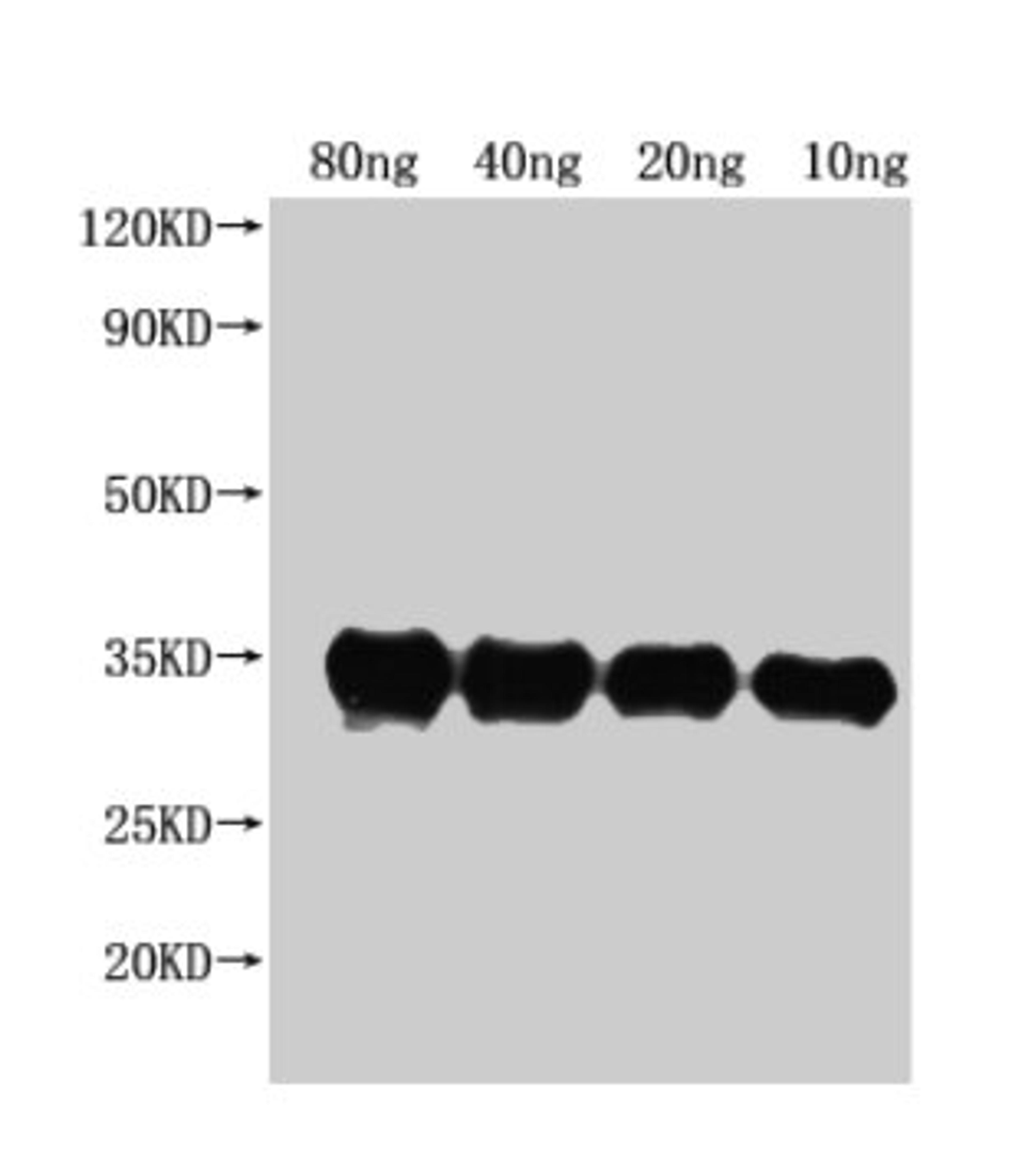Western Blot. Positive WB detected in Recombinant protein. All lanes: pdeH antibody at 1:2500. Secondary. Goat polyclonal to rabbit IgG at 1/50000 dilution. Predicted band size: 35 kDa. Observed band size: 34 kDa.