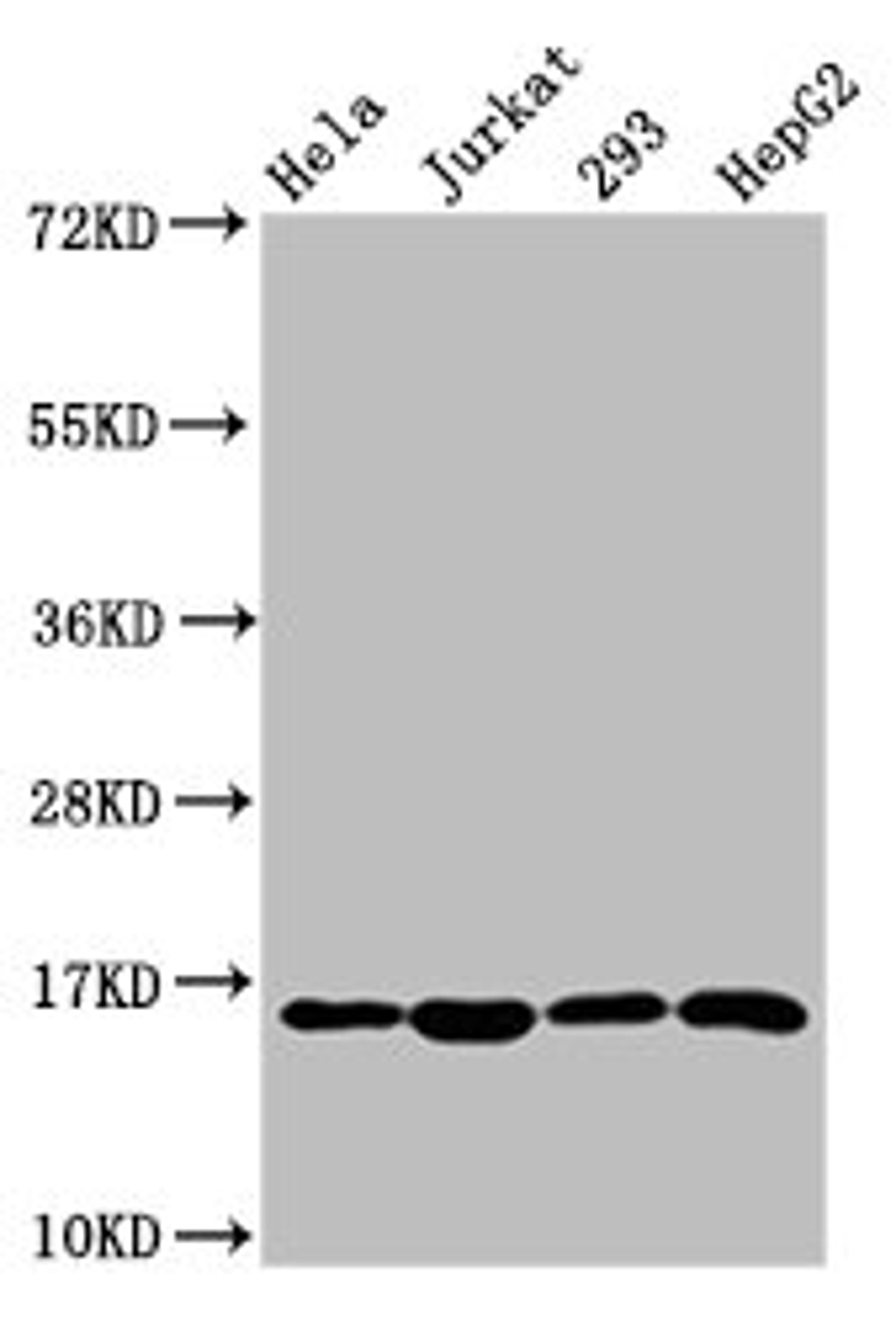 Western Blot. Positive WB detected in: Hela whole cell lysate, Jurkat whole cell lysate, 293 whole cell lysate, HepG2 whole cell lysate. All lanes: HIST1H3A antibody at 1.38µg/ml. Secondary. Goat polyclonal to rabbit IgG at 1/50000 dilution. Predicted band size: 16 kDa. Observed band size: 16 kDa