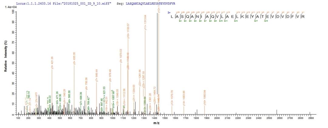 Based on the SEQUEST from database of E.coli host and target protein, the LC-MS/MS Analysis result of CSB-EP604616HU could indicate that this peptide derived from E.coli-expressed Homo sapiens (Human) AP1B1.