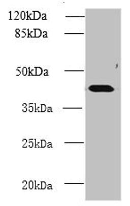Western blot. All lanes: NME7 antibody at 12ug/ml + Mouse liver tissue. Secondary. Goat polyclonal to rabbit IgG at 1/10000 dilution. Predicted band size: 43, 39 kDa. Observed band size: 43 kDa. 