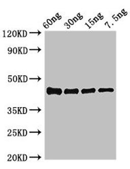 Western Blot. Positive WB detected in Recombinant protein. All lanes: ompK antibody at 3.4ug/ml. Secondary. Goat polyclonal to rabbit IgG at 1/50000 dilution. predicted band size: 44 kDa. observed band size: 44 kDa. 