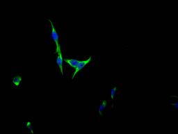 Immunofluorescence staining of HepG2 Cells with CSB-RA555849A0HU at 1:50, counter-stained with DAPI. The cells were fixed in 4% formaldehyde, permeated by 0.2% TritonX-100, and blocked in 10% normal Goat Serum. The cells were then incubated with the antibody overnight at 4℃. Nuclear DNA was labeled in blue with DAPI. The secondary antibody was FITC-conjugated AffiniPure Goat Anti-Rabbit IgG (H+L).