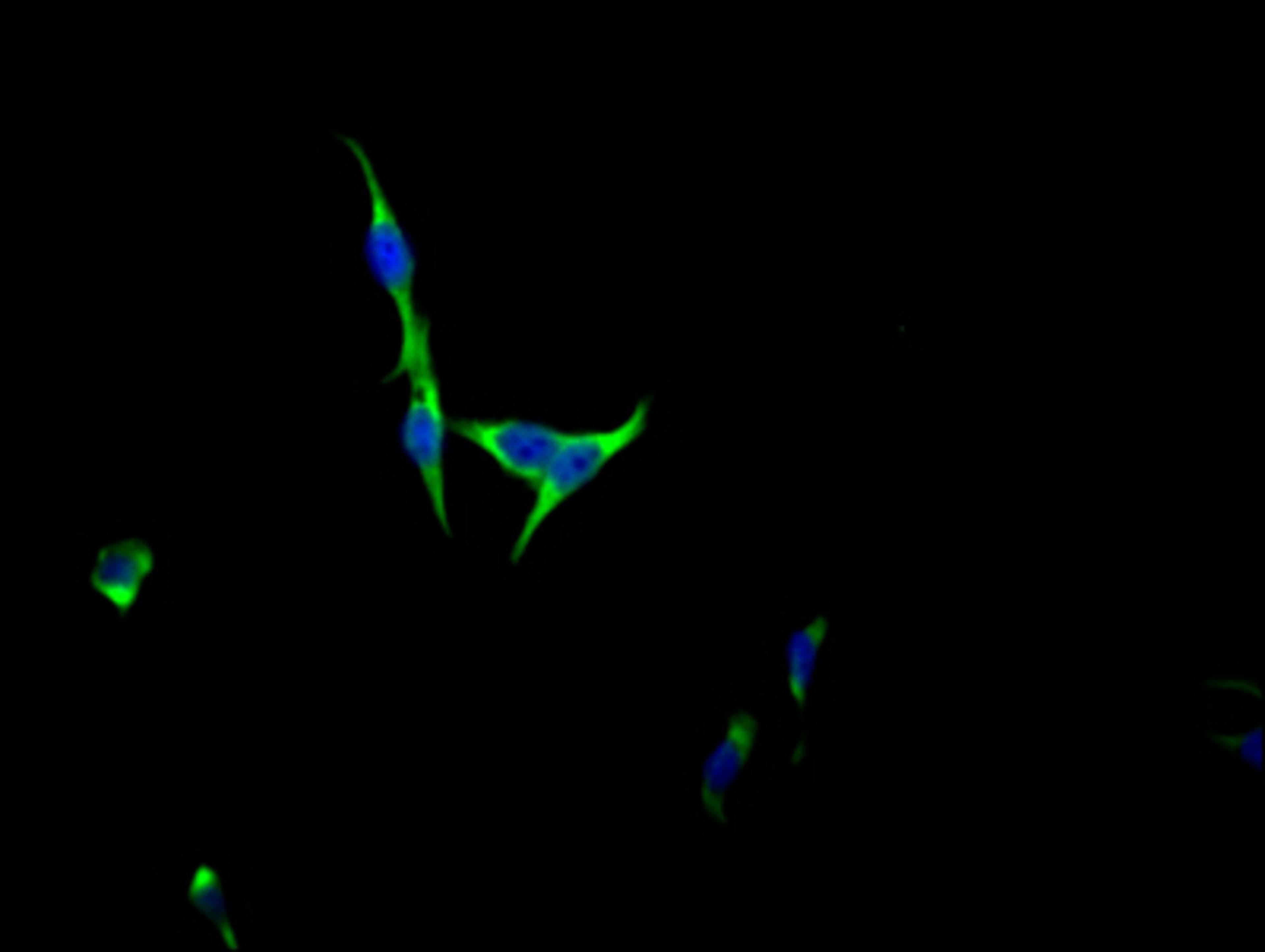 Immunofluorescence staining of HepG2 Cells with CSB-RA555849A0HU at 1:50, counter-stained with DAPI. The cells were fixed in 4% formaldehyde, permeated by 0.2% TritonX-100, and blocked in 10% normal Goat Serum. The cells were then incubated with the antibody overnight at 4℃. Nuclear DNA was labeled in blue with DAPI. The secondary antibody was FITC-conjugated AffiniPure Goat Anti-Rabbit IgG (H+L).