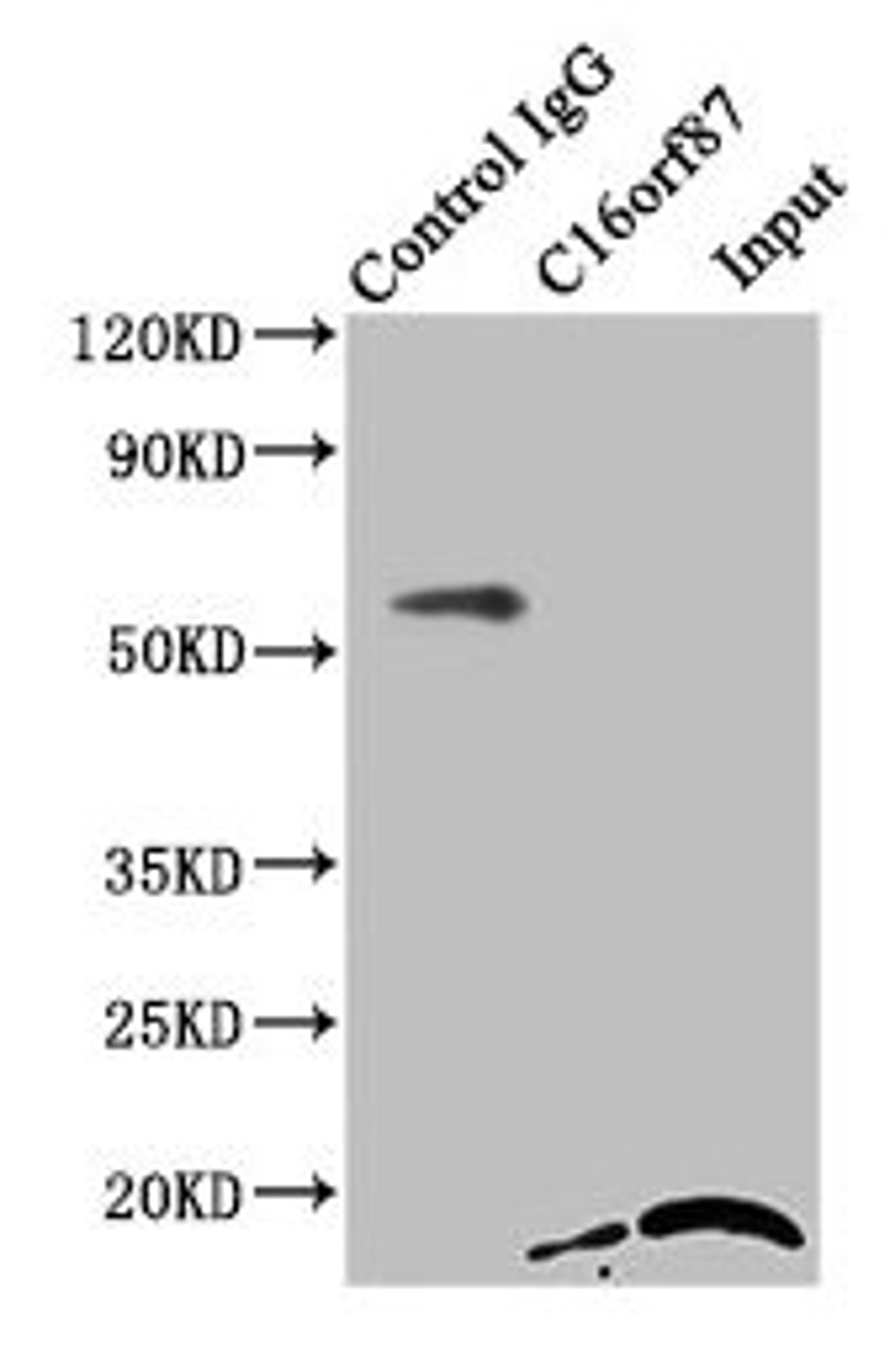 Immunoprecipitating C16orf87 in HepG2 whole cell lysate. Lane 1: Rabbit control IgG instead of CSB-PA764800LA01HU in HepG2 whole cell lysate. For western blotting, a HRP-conjugated Protein G antibody was used as the secondary antibody (1/2000). Lane 2: CSB-PA764800LA01HU (8µg) + HepG2 whole cell lysate (500µg). Lane 3: HepG2 whole cell lysate (10µg)