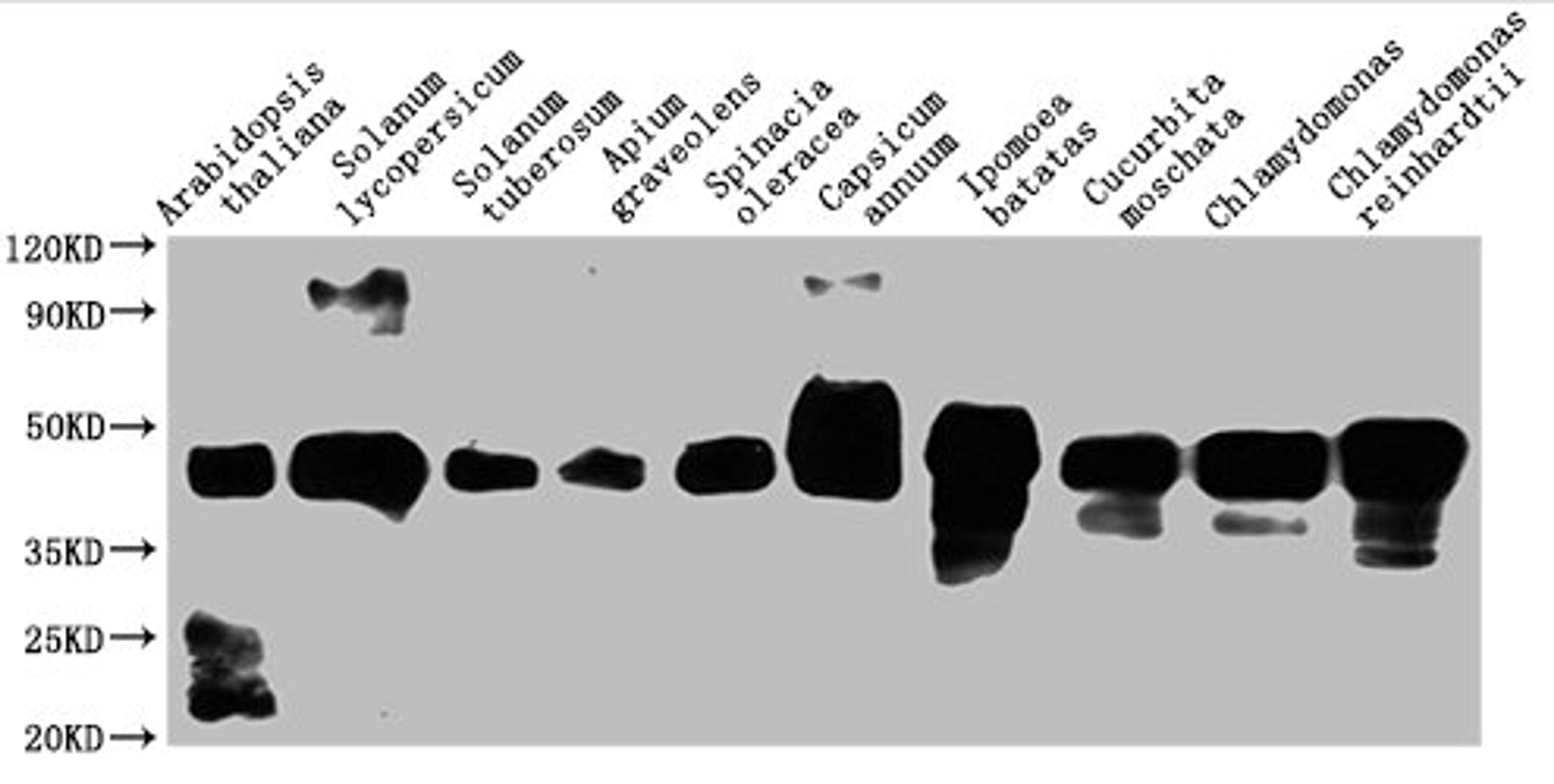 Western Blot. Positive WB detected in: Arabidopsis thaliana leaf tissue, Solanum&nbsp;lycopersicum leaf tissue, Solanum&nbsp;tuberosum leaf tissue, Apium&nbsp;graveolens tissue, Spinacia&nbsp;oleracea leaf tissue, Capsicum&nbsp;annuum leaf tissue, Ipomoea&nbsp;batatas leaf tissue, Cucurbita&nbsp;moschata leaf tissue, Chlamydomonas tissue, Chlamydomonas&nbsp;reinhardtii&nbsp;tissue. All lanes: At1g32060 antibody at 1:2000. Secondary. Goat polyclonal to rabbit IgG at 1/50000 dilution. Predicted band size: 45 kDa. Observed band size: 45 kDa