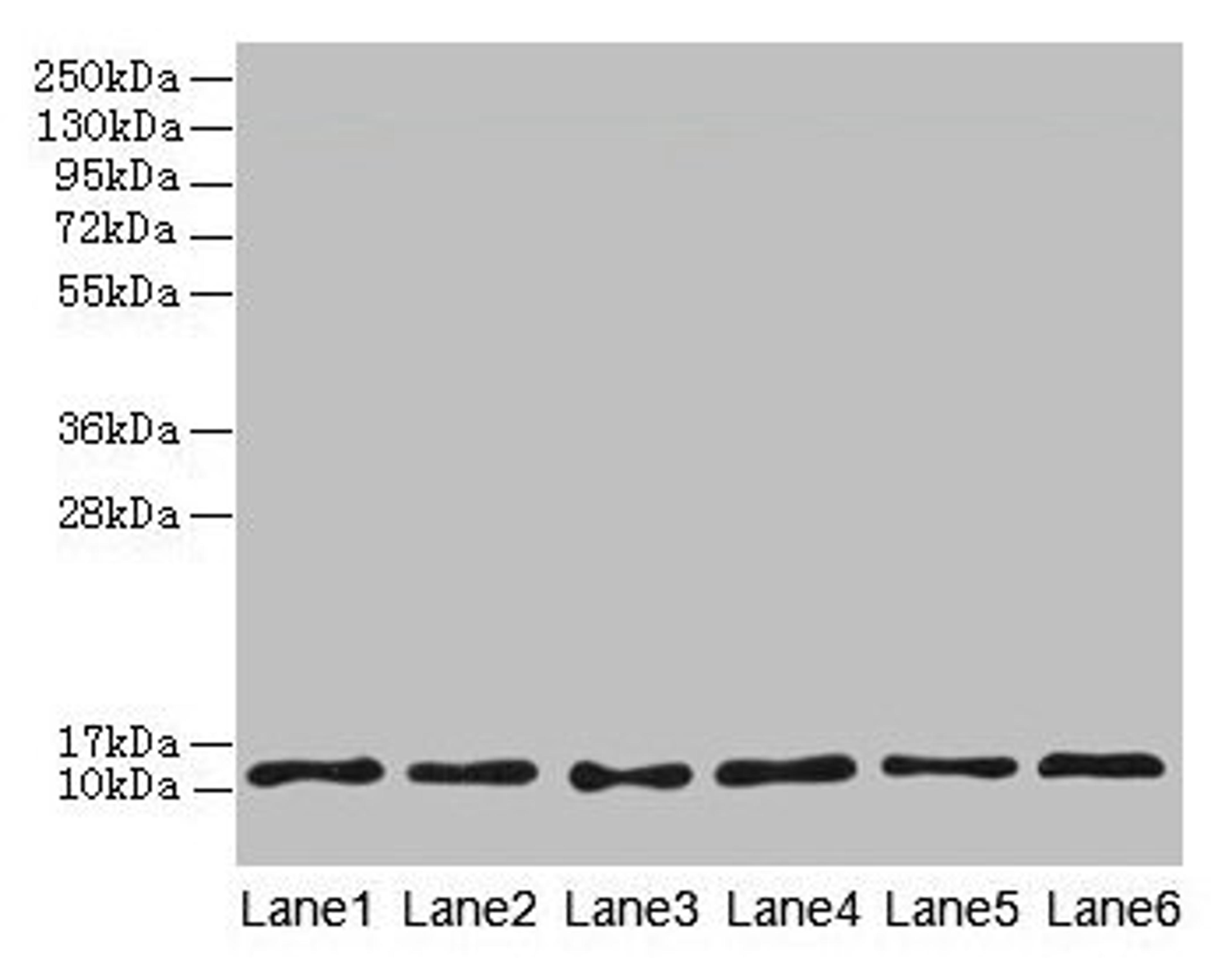 Western blot. All lanes: TCTA antibody at 1.6µg/ml. Lane 1: Mouse liver tissue. Lane 2: Mouse gonadal tissue. Lane 3: Mouse muscle tissue. Lane 4: HL60 whole cell lysate. Lane 5: U251 whole cell lysate. Lane 6: MCF-7 whole cell lysate. Secondary. Goat polyclonal to rabbit IgG at 1/10000 dilution. Predicted band size: 12 kDa. Observed band size: 12 kDa