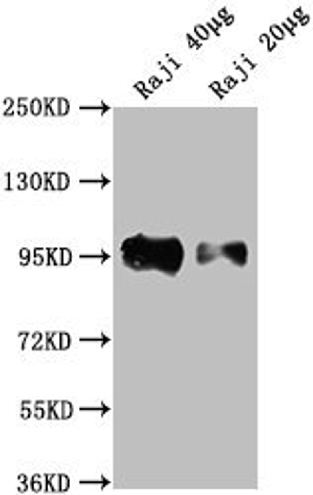 Western Blot. Positive WB detected in: Raji whole cell lysate. All lanes: CD19 antibody at 1:2000. Secondary. Goat polyclonal to Mouse IgG at 1/10000 dilution. Predicted band size: 61 kDa. Observed band size: 95 kDa. 