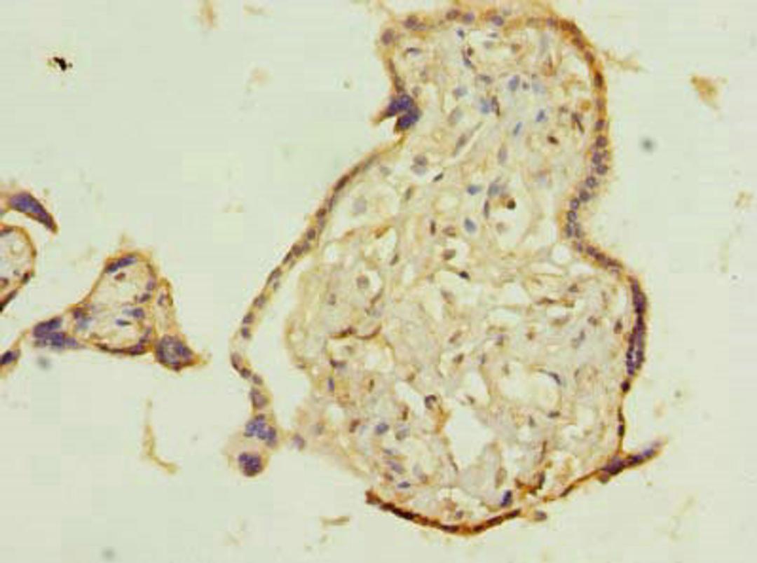 Immunohistochemistry of paraffin-embedded human placenta tissue using CSB-PA023683LA01HU at dilution of 1:100