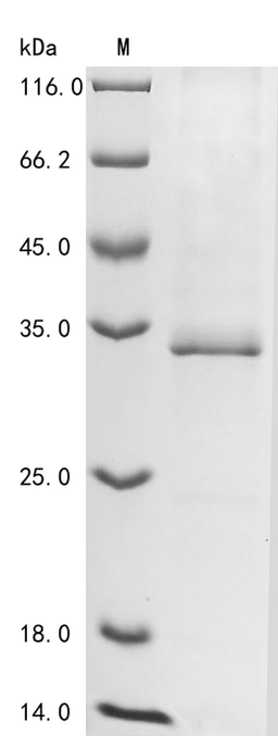 (Tris-Glycine gel) Discontinuous SDS-PAGE (reduced) with 5% enrichment gel and 15% separation gel.