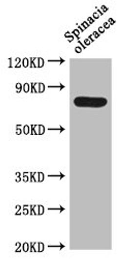 Western Blot. Positive WB detected in: Spinacia oleracea leaf tissue. All lanes: DEG15 antibody at 1:1000. Secondary. Goat polyclonal to rabbit IgG at 1/50000 dilution. Predicted band size: 77 kDa. Observed band size: 77 kDa. 