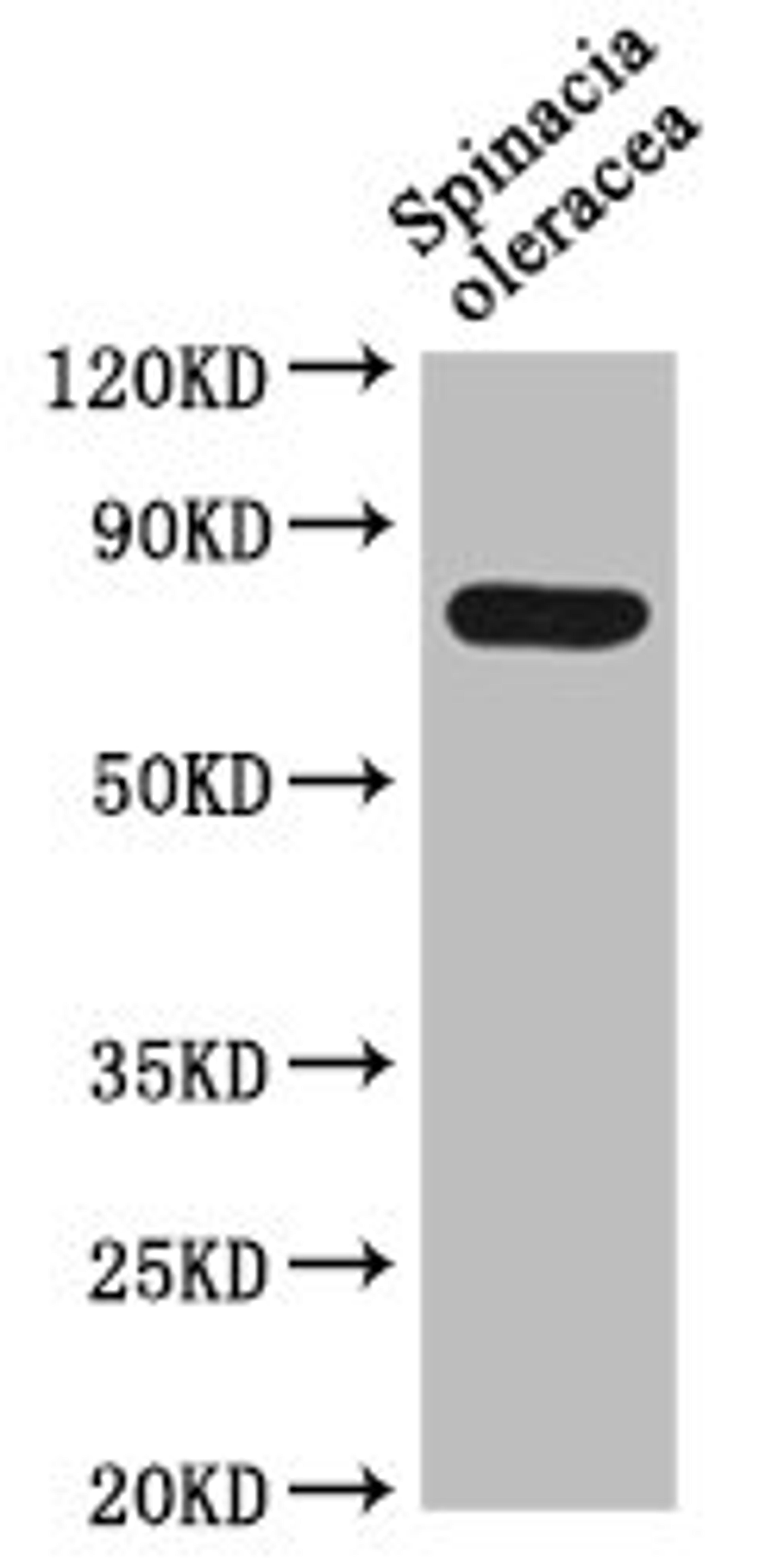 Western Blot. Positive WB detected in: Spinacia oleracea leaf tissue. All lanes: DEG15 antibody at 1:1000. Secondary. Goat polyclonal to rabbit IgG at 1/50000 dilution. Predicted band size: 77 kDa. Observed band size: 77 kDa. 