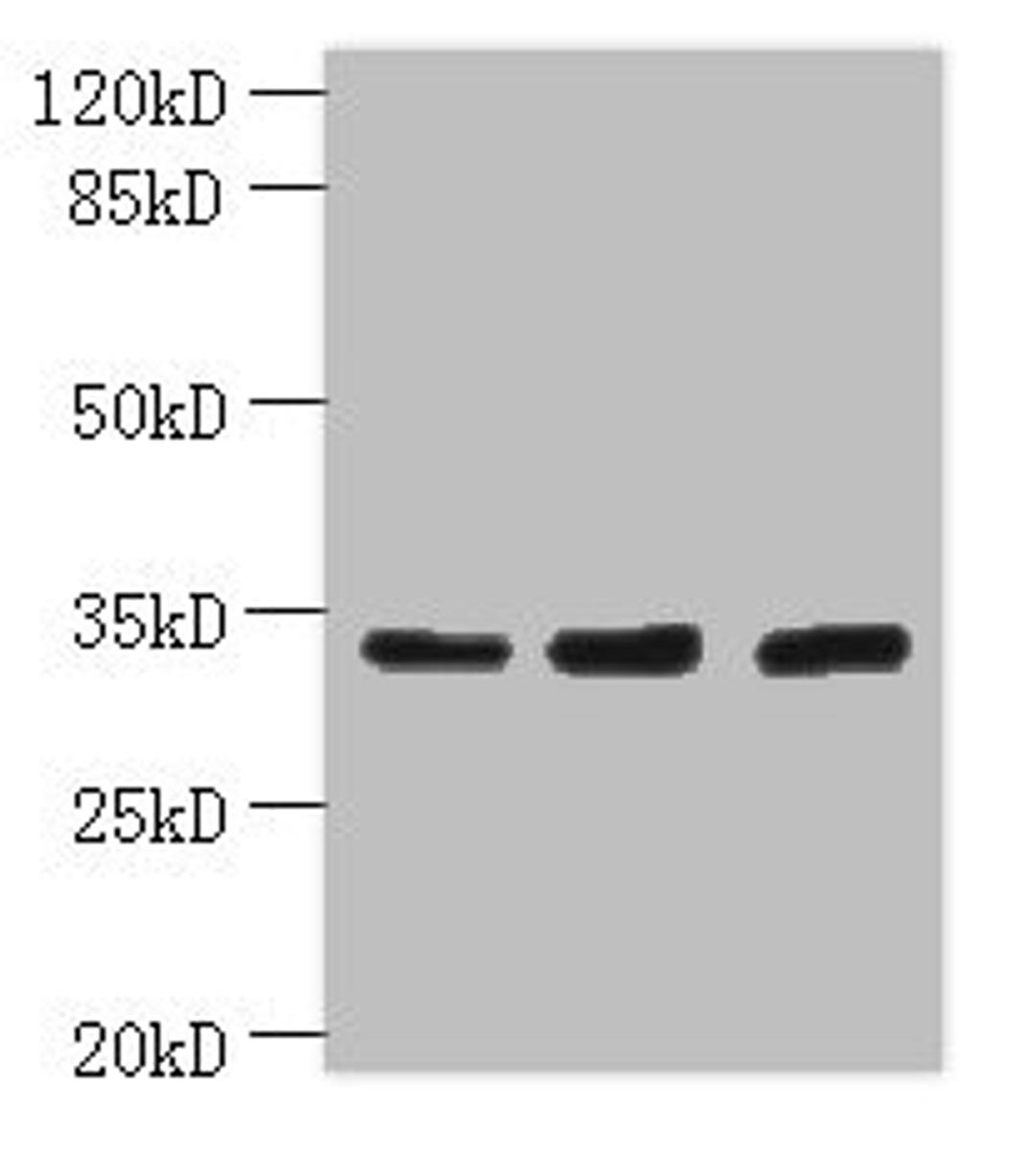 Western blot. All lanes: OTUD6B antibody at 4µg/ml. Lane 1: PC-3 whole cell lysate. Lane 2: 293T whole cell lysate. Lane 3: MDA-MB-231 whole cell lysate. Secondary. Goat polyclonal to rabbit IgG at 1/10000 dilution. Predicted band size: 34, 22 kDa. Observed band size: 34 kDa