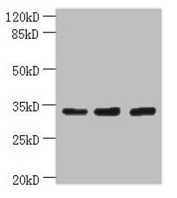Western blot. All lanes: OTUD6B antibody at 4µg/ml. Lane 1: PC-3 whole cell lysate. Lane 2: 293T whole cell lysate. Lane 3: MDA-MB-231 whole cell lysate. Secondary. Goat polyclonal to rabbit IgG at 1/10000 dilution. Predicted band size: 34, 22 kDa. Observed band size: 34 kDa