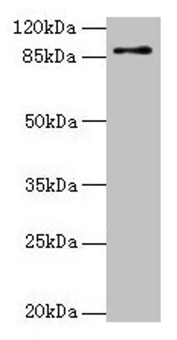 Western blot. All lanes: RNF10 antibody at 4µg/ml + Mouse brain tissue. Secondary. Goat polyclonal to rabbit IgG at 1/10000 dilution. Predicted band size: 90, 91 kDa. Observed band size: 90 kDa