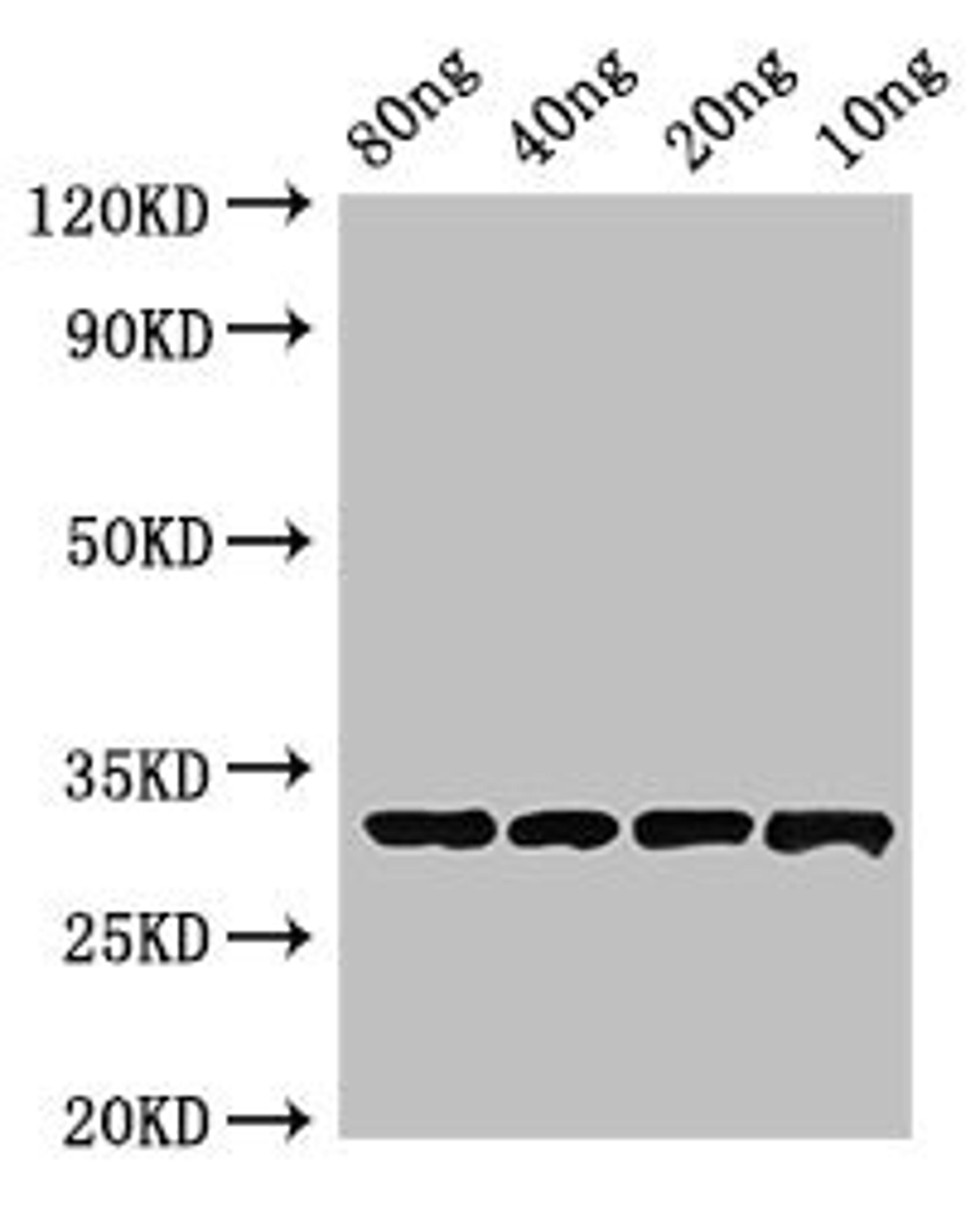 Western Blot. Positive WB detected in Recombinant protein. All lanes: Beta-lactamase inhibitory protein antibody at 4µg/ml. Secondary. Goat polyclonal to rabbit IgG at 1/50000 dilution. Predicted band size: 33 kDa. Observed band size: 33 kDa