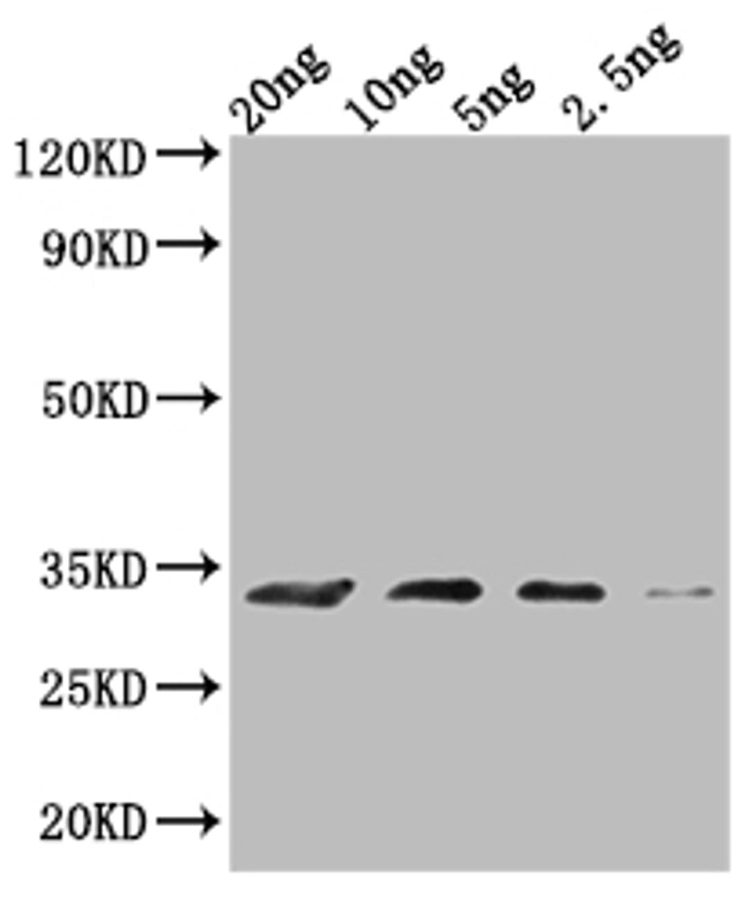 Western Blot. Positive WB detected in Recombinant protein. All lanes: MIC60 antibody at 1:2000. Secondary. Goat polyclonal to rabbit IgG at 1/50000 dilution. Predicted band size: 28.7 kDa. Observed band size: 30 kDa. 
